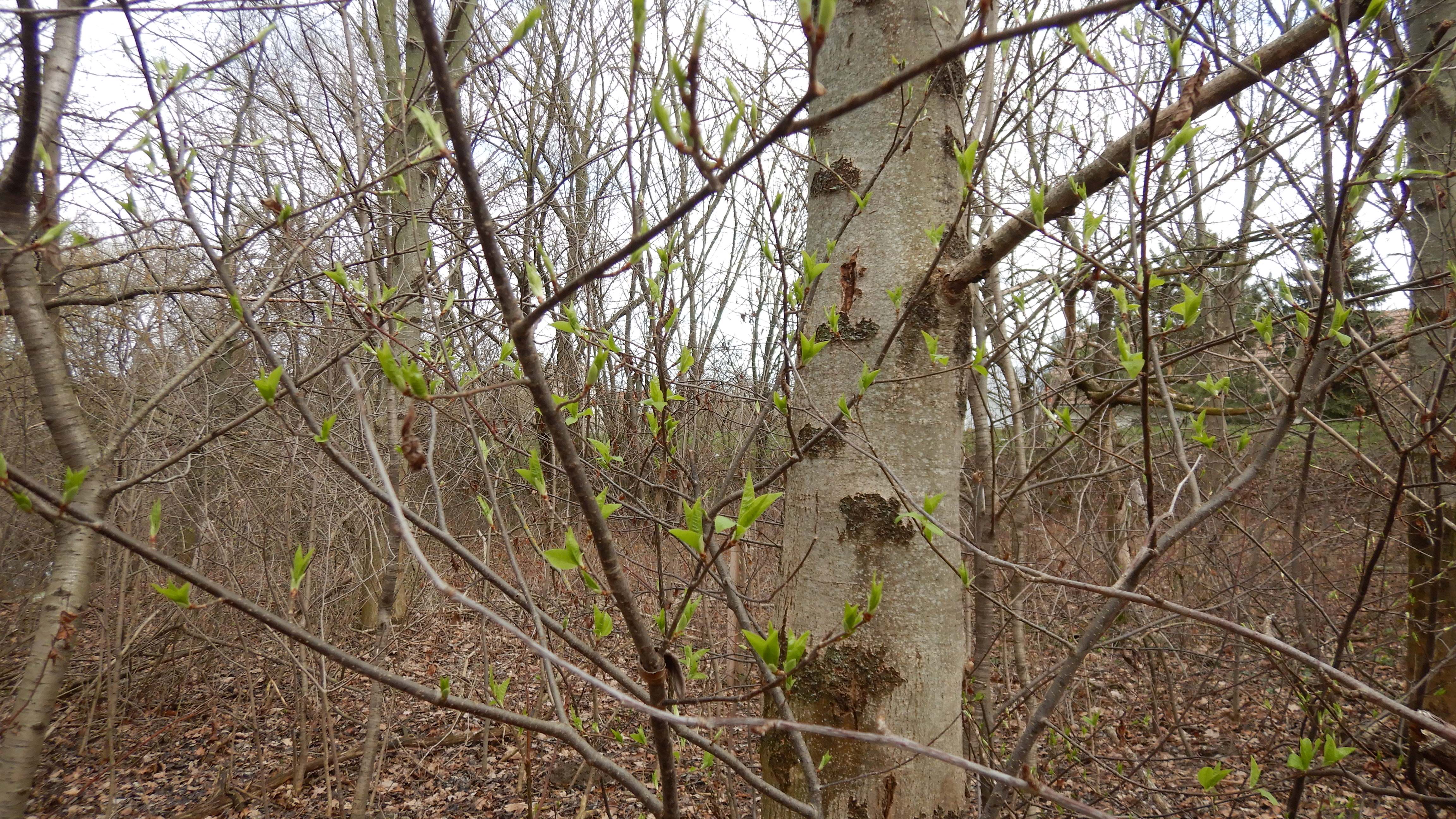 DSCN8826 phäno 2024-02-24, wilfleinsdorf-leithaau, prunus padus.jpg