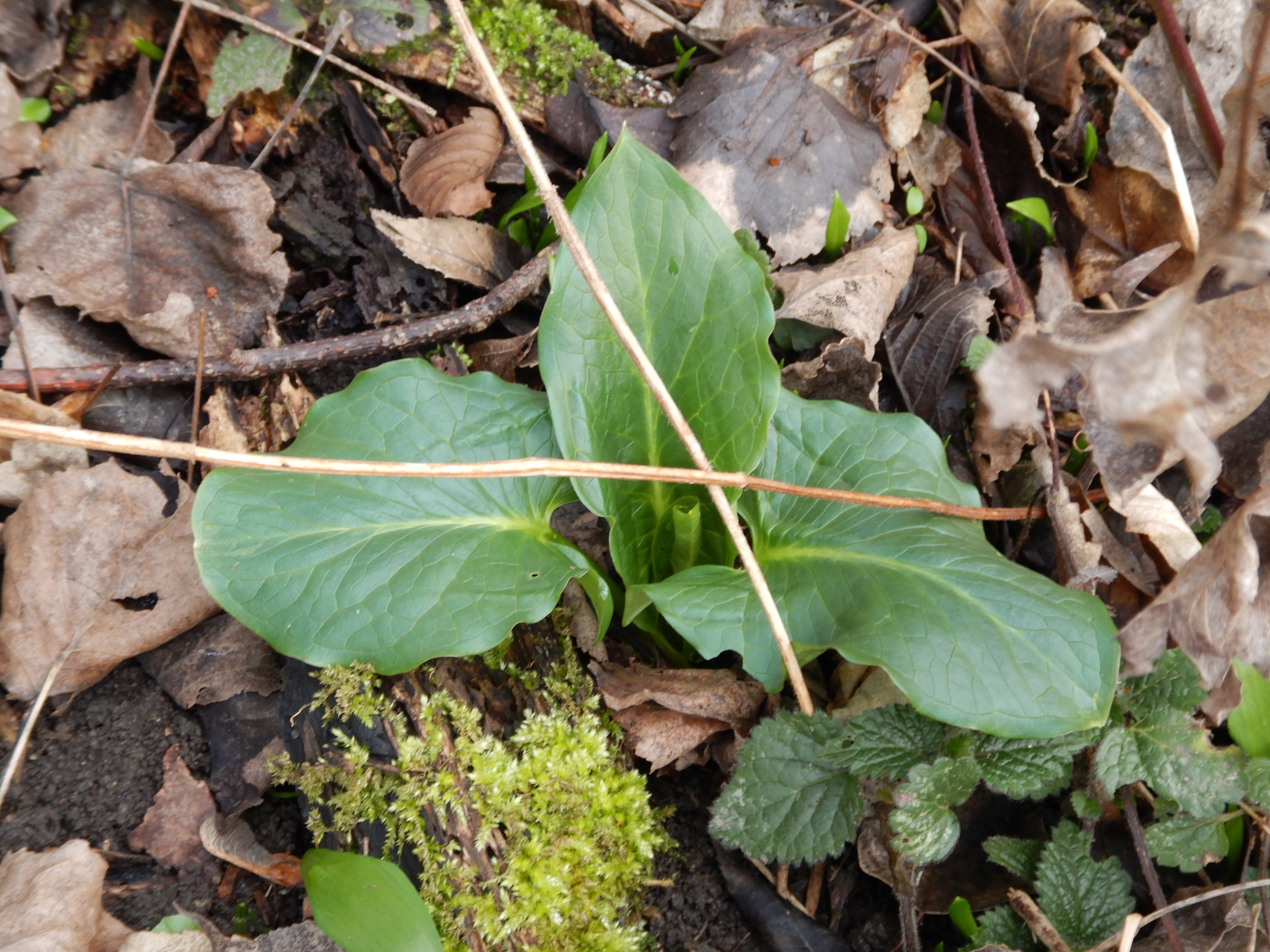 DSCN8895 phäno 2024-02-24, wilfleinsdorf-leithaau, arum cylindraceum.jpg