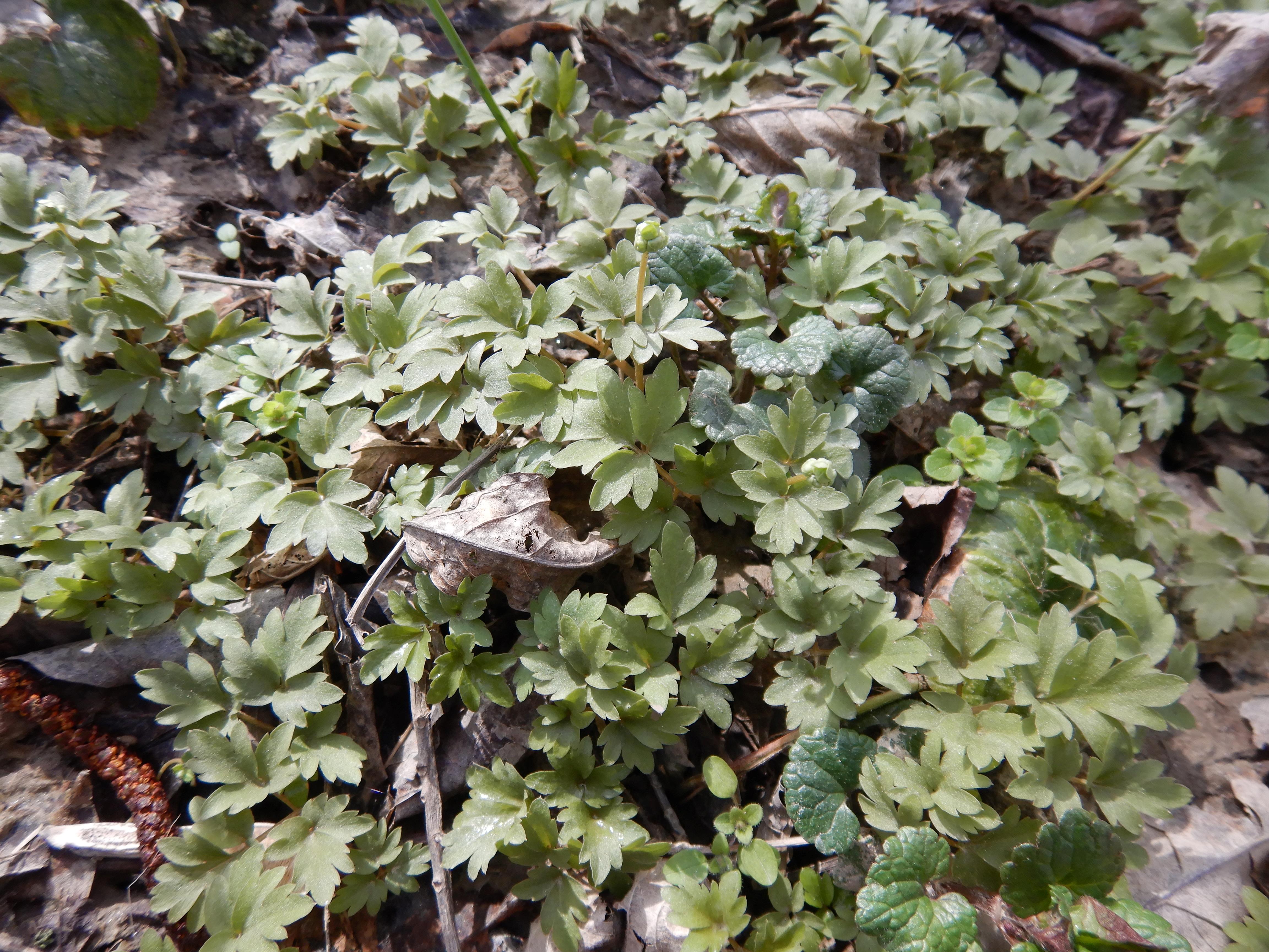 DSCN8938 phäno 2024-02-24, wilfleinsdorf-leithaau, adoxa moschatellina.jpg