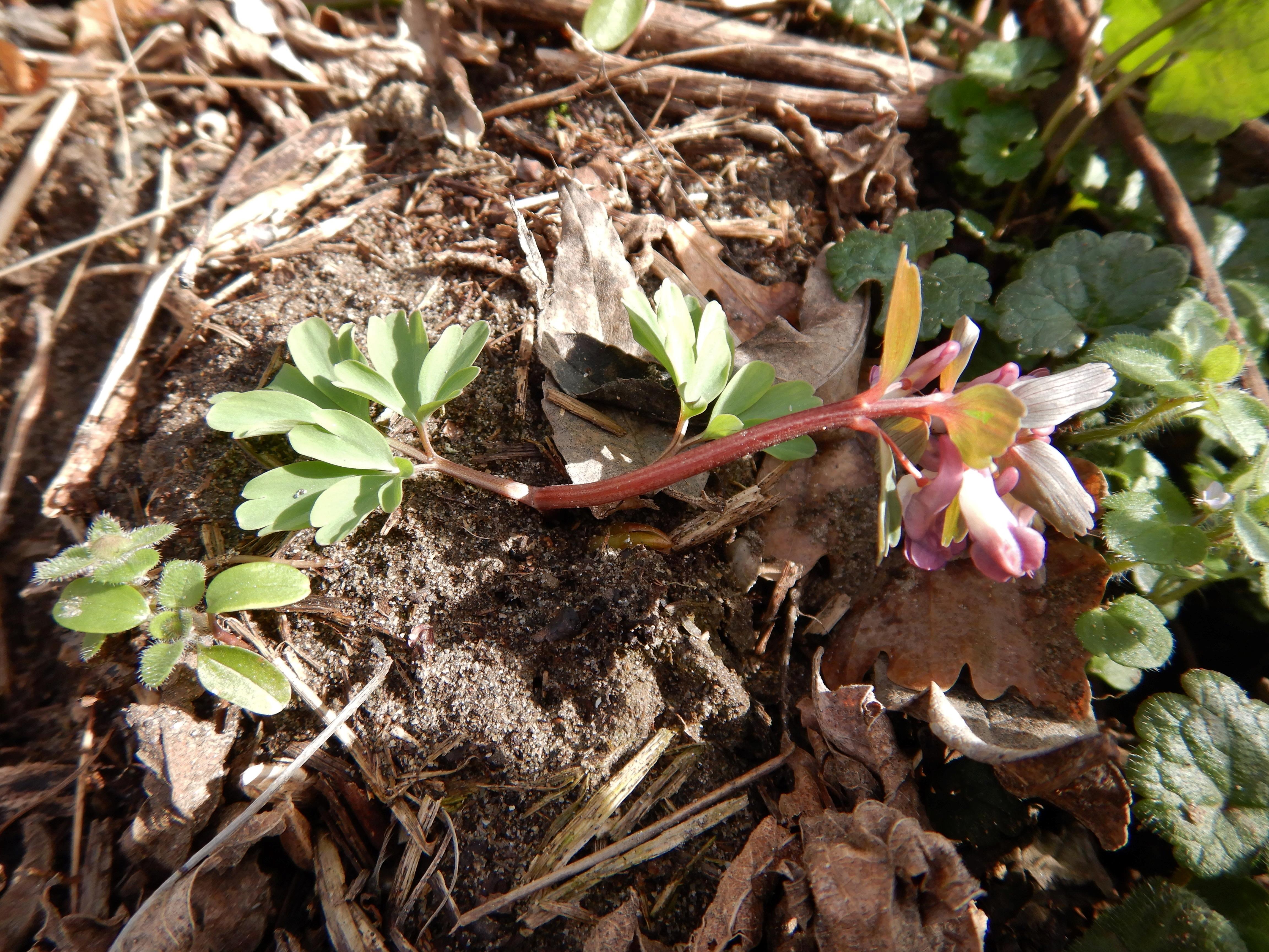 DSCN8943 phäno 2024-02-24, wilfleinsdorf-leithaau, corydalis sp..jpg