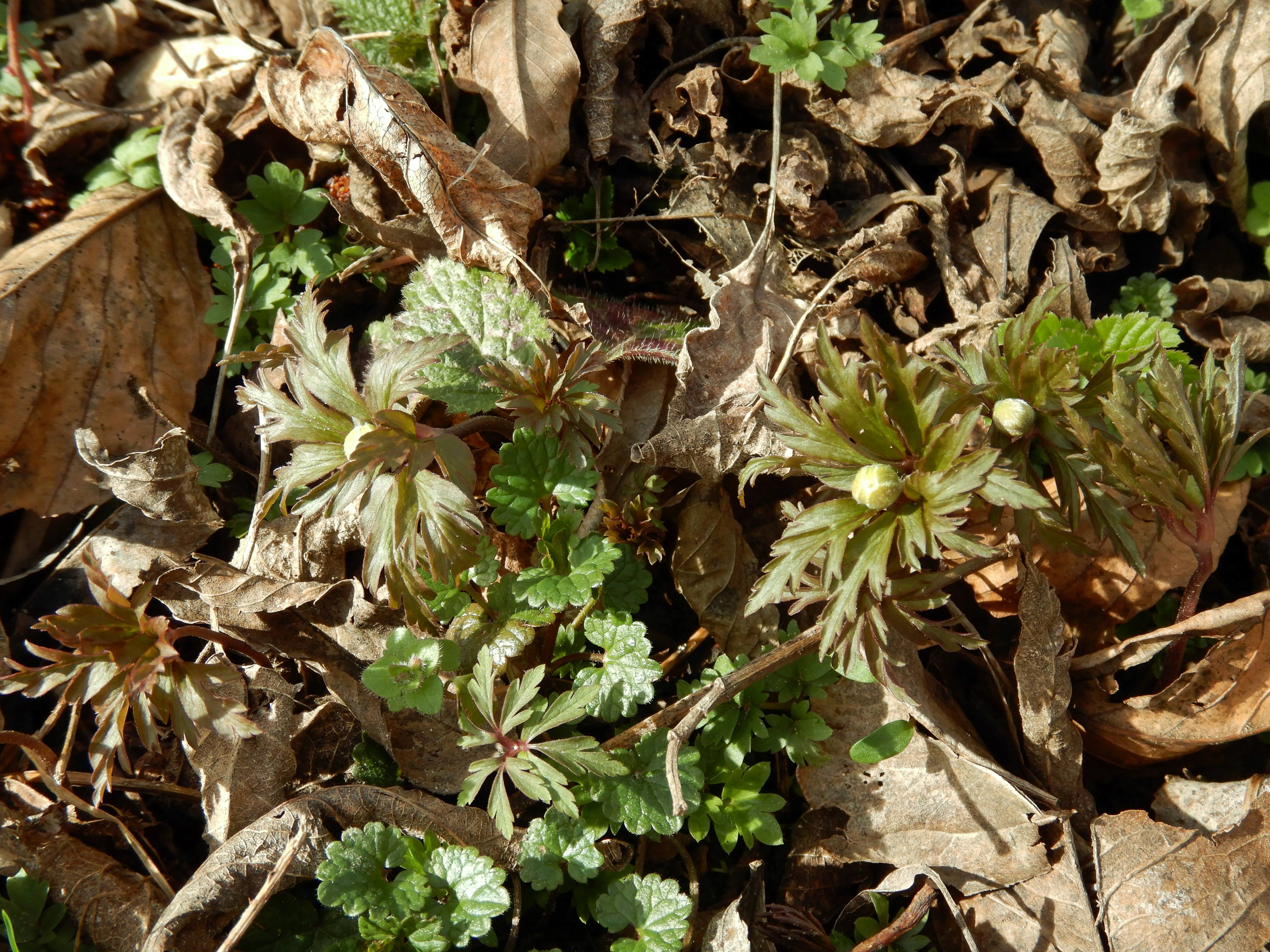 DSCN8948 phäno 2024-02-24, wilfleinsdorf-leithaau, anemone ranunculoides.jpg