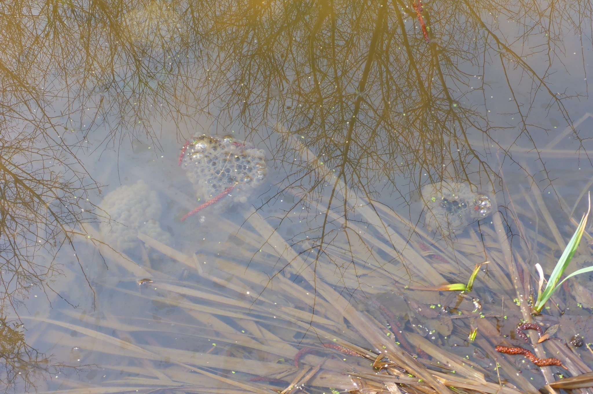 P3270236 phäno 2024-02-24, wilfleinsdorf-leithaau, rana dalmatina.jpg