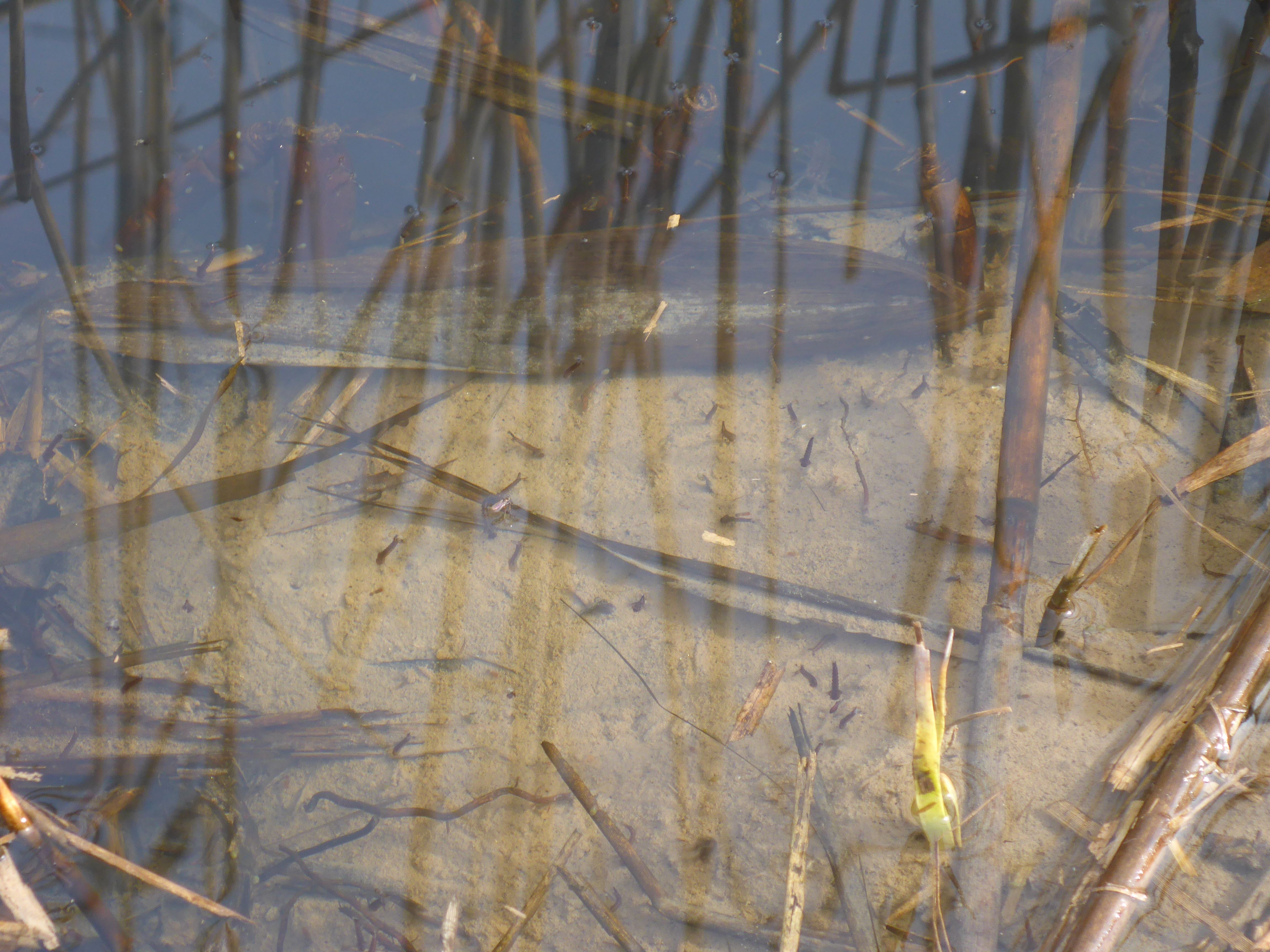 P3270328 phäno 2024-02-24, wilfleinsdorf-leithaau, gelsenlarven.jpg