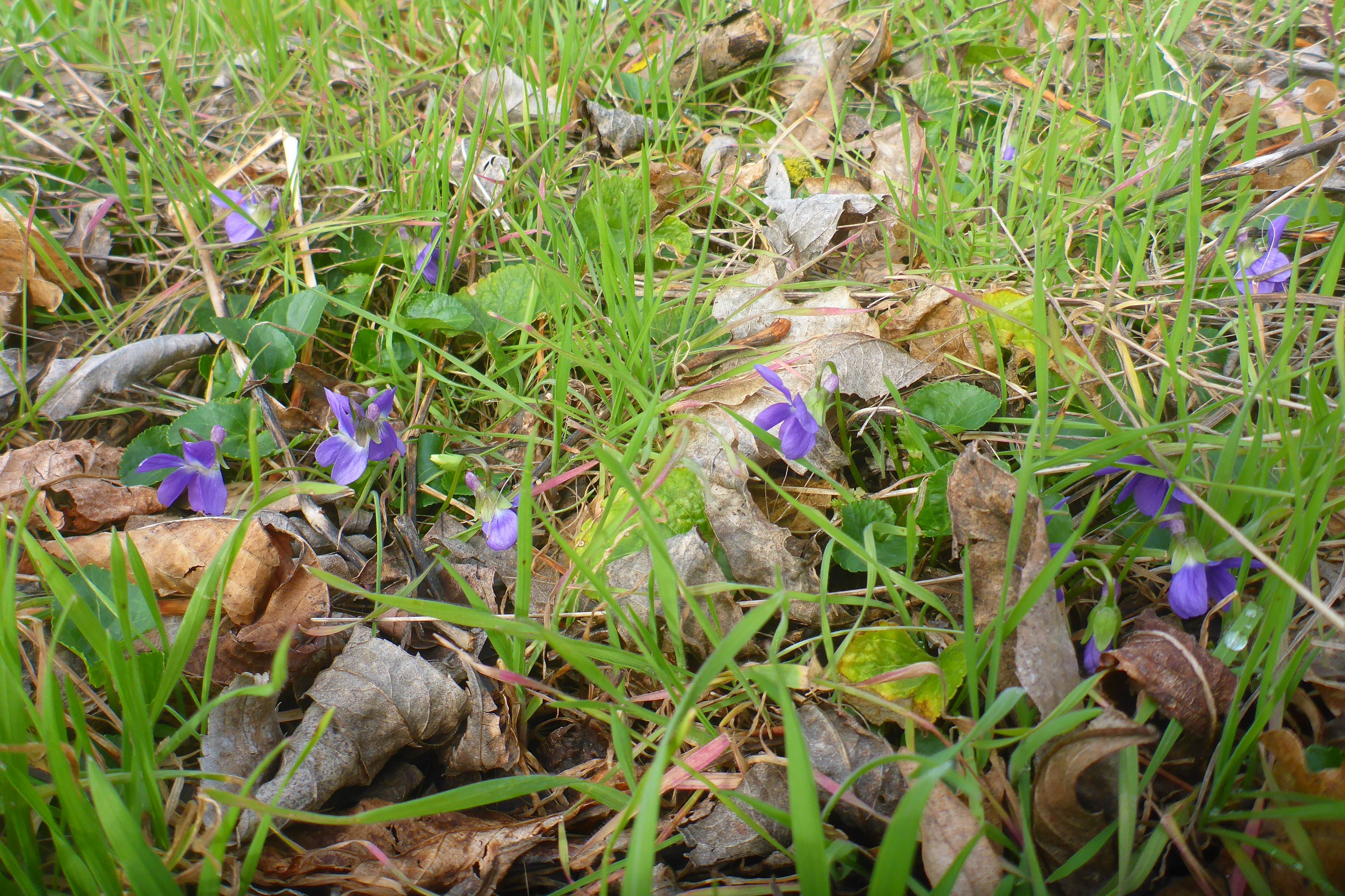 P3270364 phäno 2024-02-24, wilfleinsdorf-leithaau, viola suavis.jpg