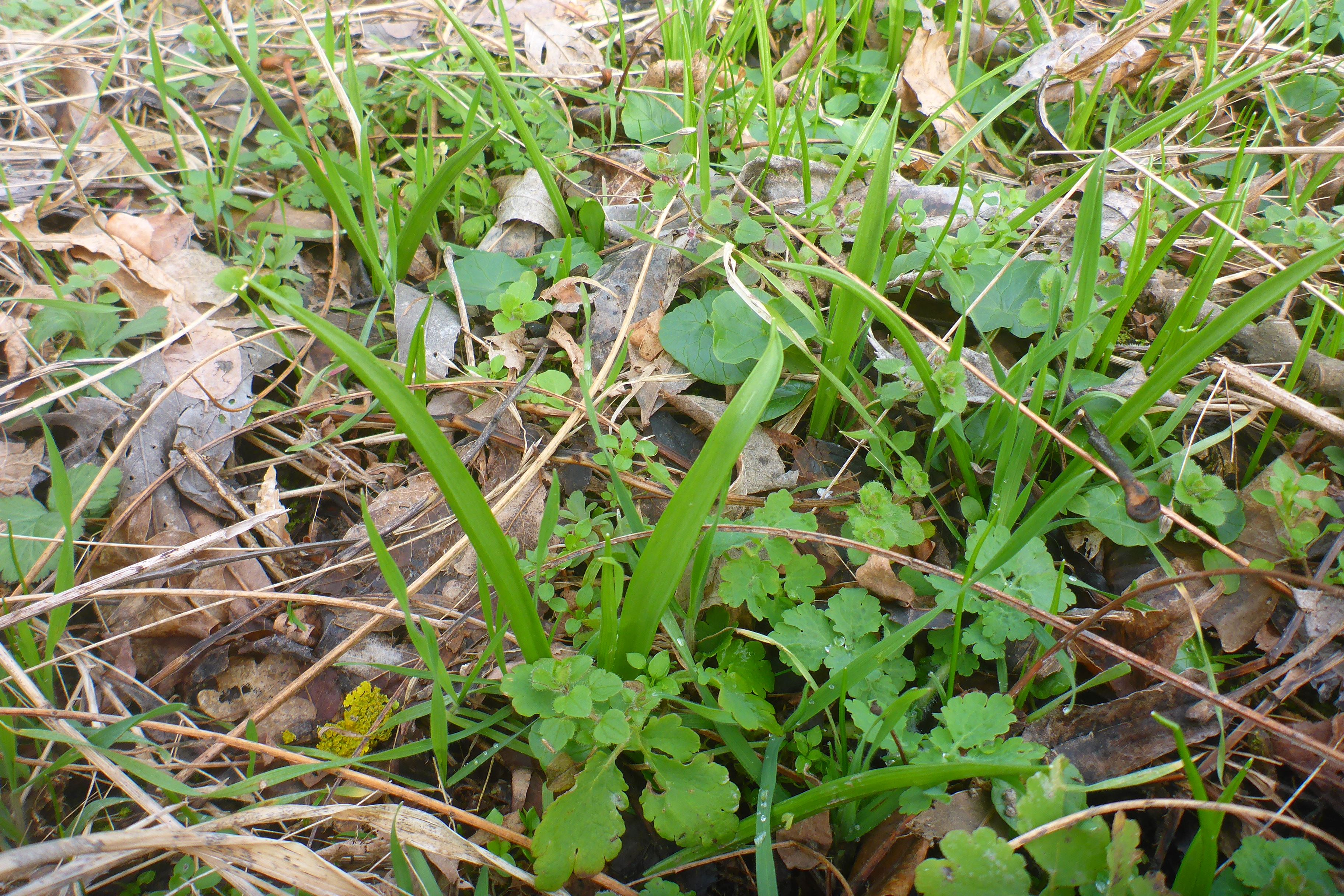 P3270370 phäno 2024-02-24, wilfleinsdorf-leithaau, gagea lutea.jpg