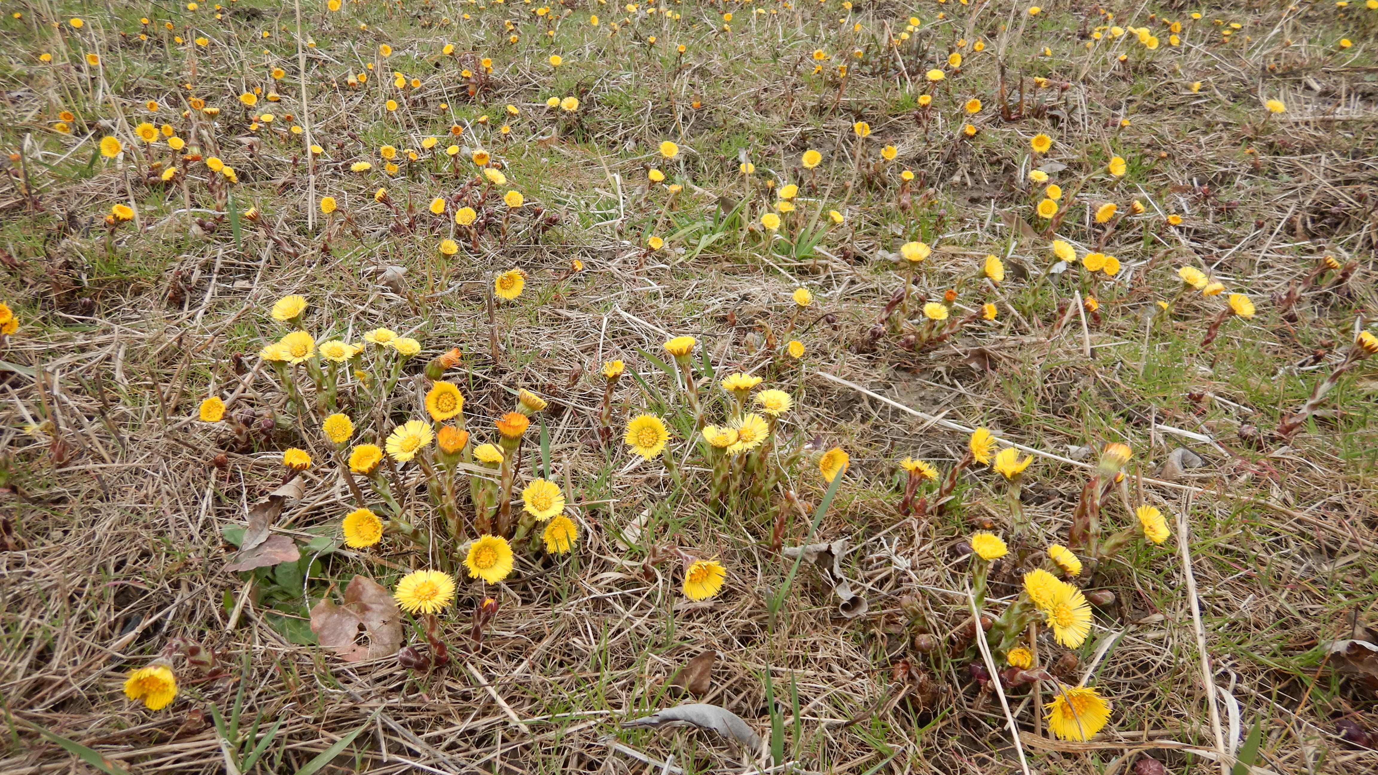 DSCN9013 phäno 2024-02-24, Leithaau W Bruck, tussilago farfara.jpg
