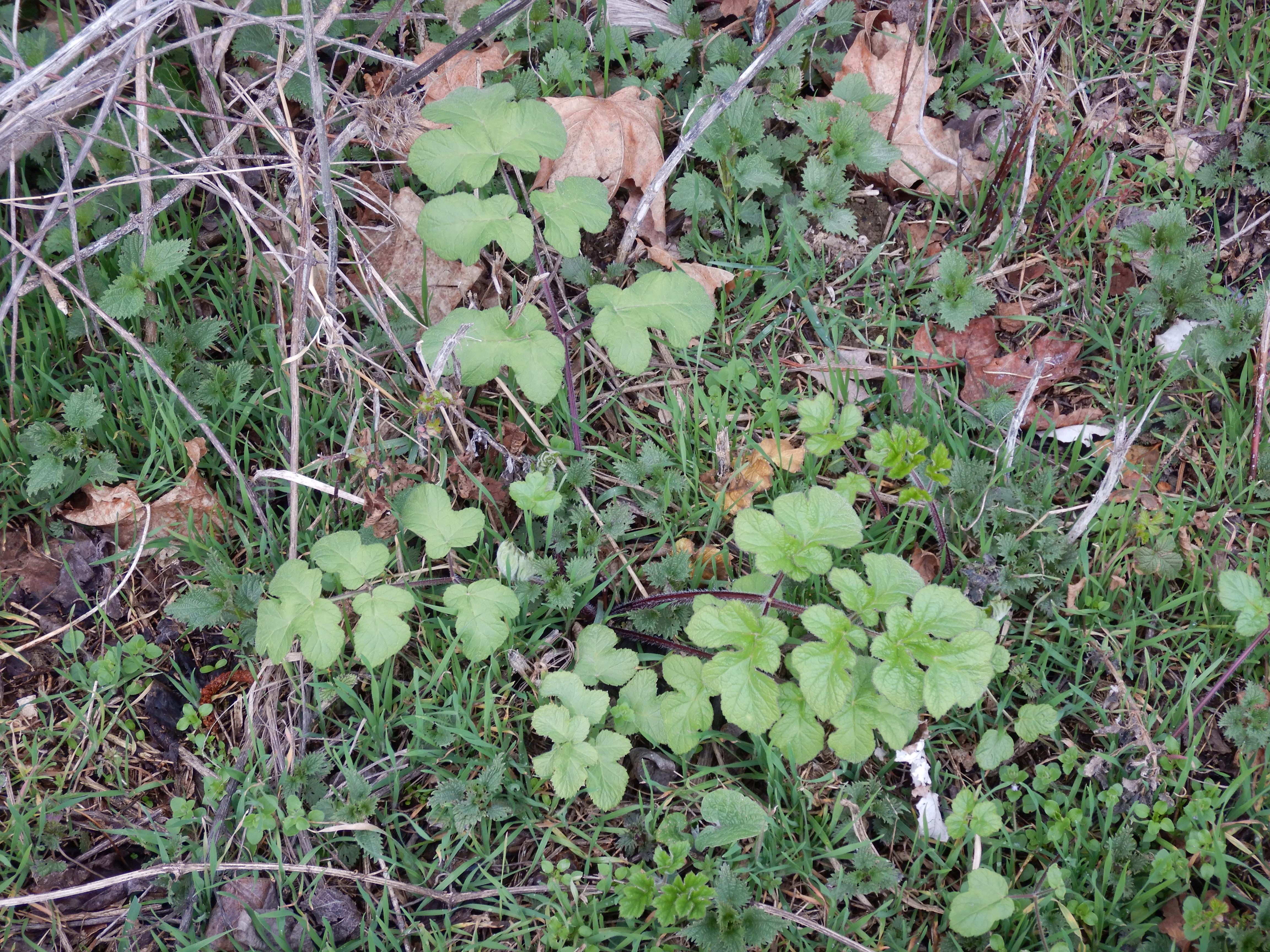 DSCN9023 phäno 2024-02-24, Leithaau W Bruck, heracleum sphondylium, urtica dioica.jpg