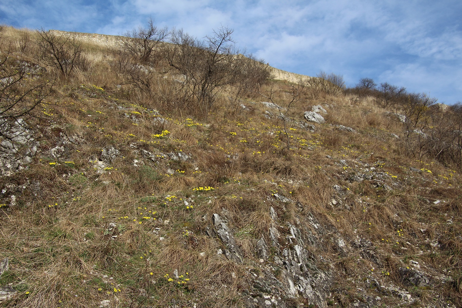 Hainburg - Schlossberg - 25022024 - (23) - Alyssum montanum subsp. gmelinii - Sand-Steinkraut.JPG