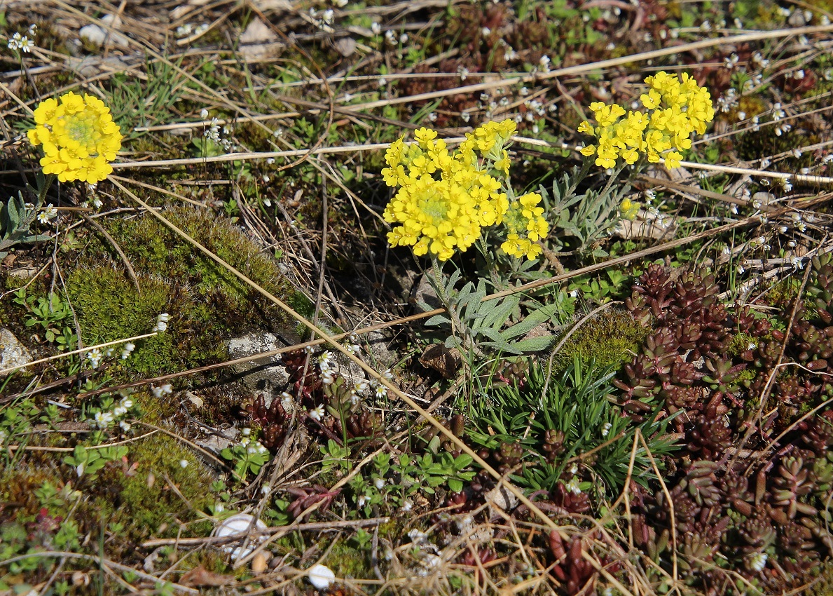 Hainburg - Schlossberg - 25022024 - (24) - Alyssum montanum subsp. gmelinii - Sand-Steinkraut.JPG