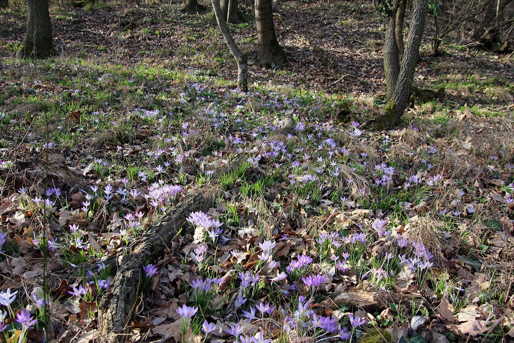 Hainburg - Schlossberg - 25022024 - (55)  - Crocus tommasinianus.JPG