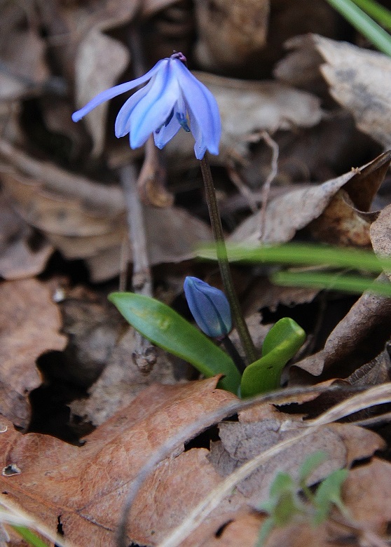Hainburg - Schlossberg - 25022024 - (65) -  - Scilla siberica.JPG