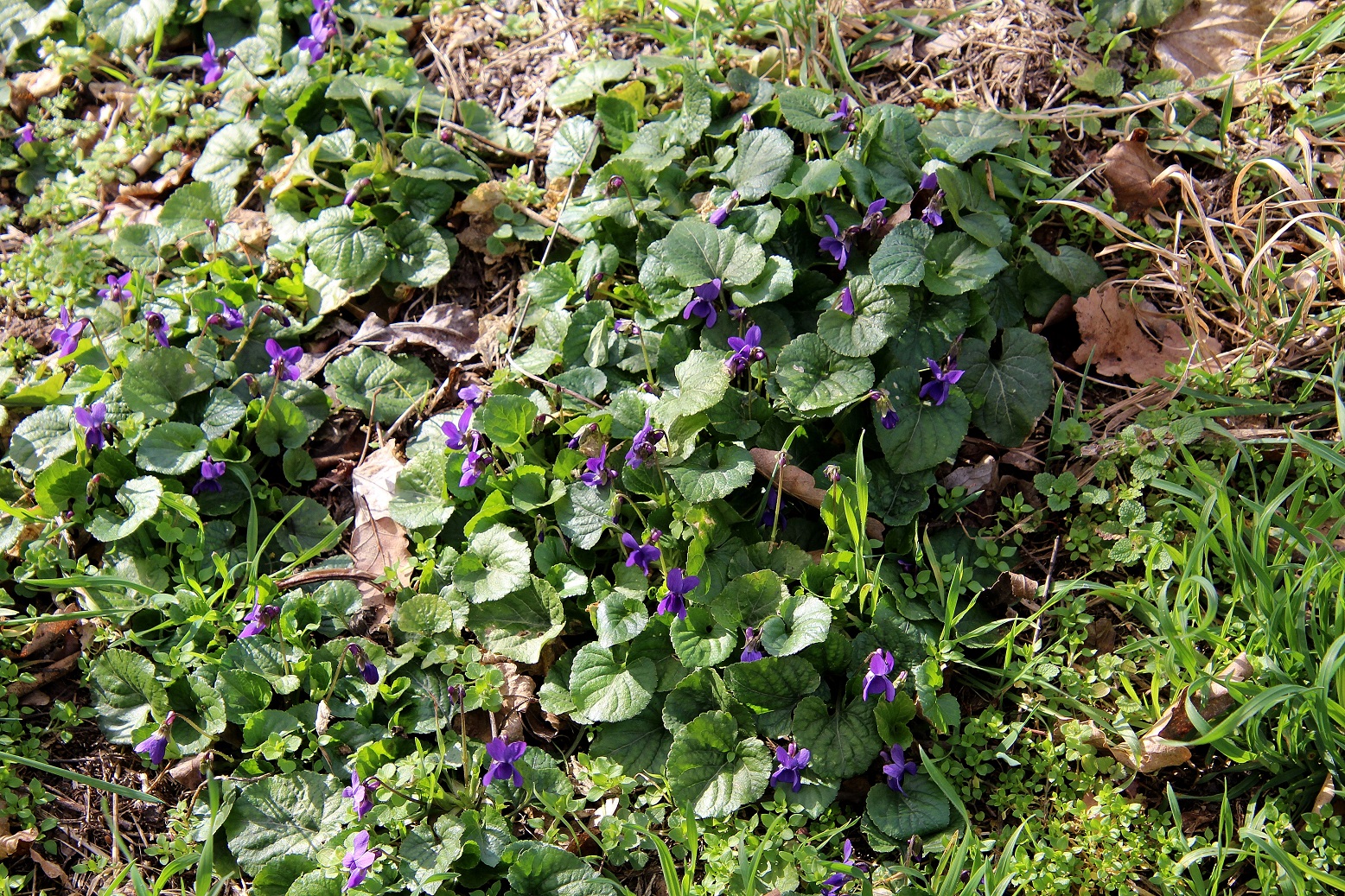 Hainburg - Schlossberg - 25022024 - (10) - Hauptweg Aufstieg - Viola hirta - Wiesen-Veilchen.JPG