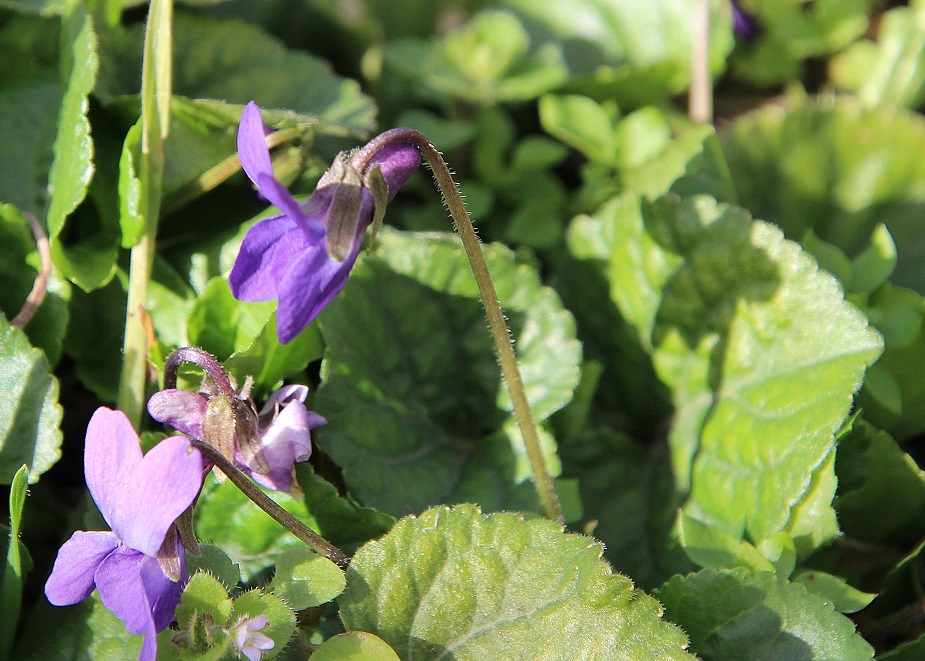 Hainburg - Schlossberg - 25022024 - (12) - Hauptweg Aufstieg - Viola hirta - Wiesen-Veilchen.JPG