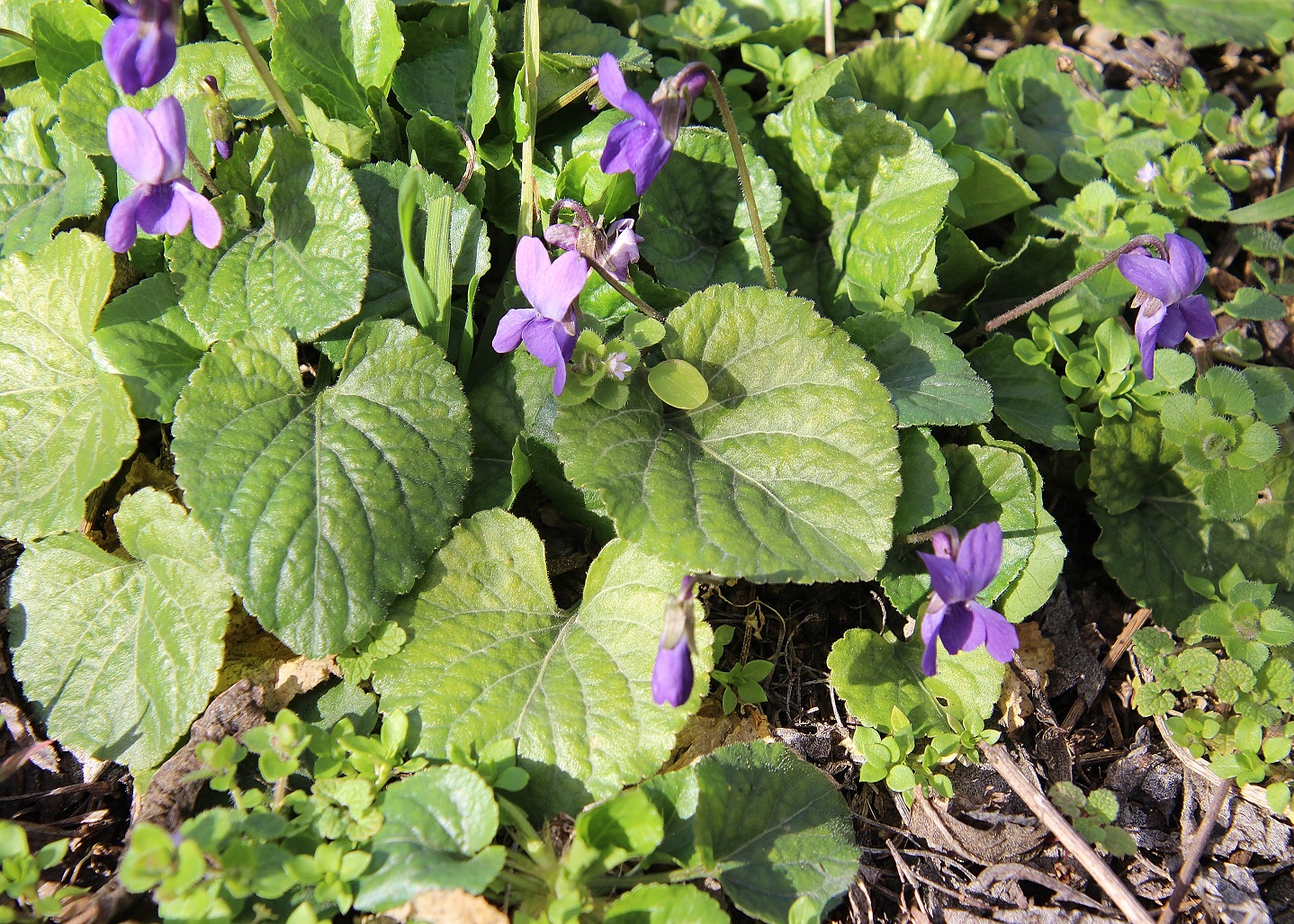 Hainburg - Schlossberg - 25022024 - (13) - Hauptweg Aufstieg - Viola hirta - Wiesen-Veilchen.JPG