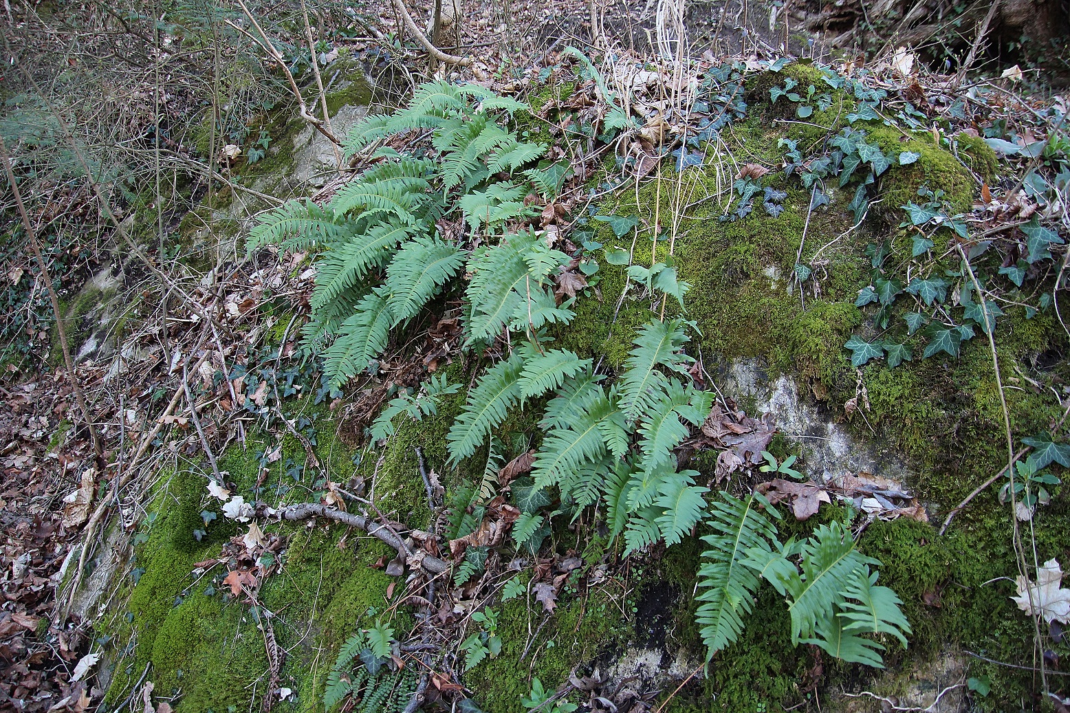 Hainburg - Schlossberg - 25022024 - (34) - Rundweg retour - Polypodium vulgare.JPG