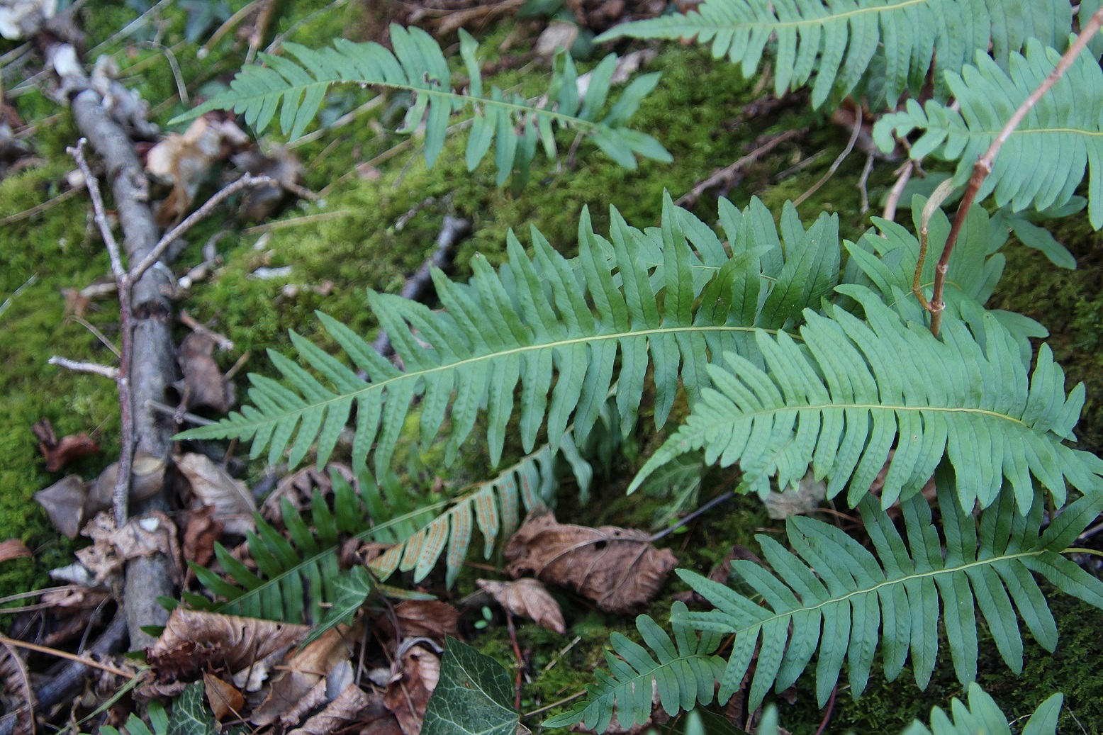 Hainburg - Schlossberg - 25022024 - (35) - Rundweg retour - Polypodium vulgare.JPG