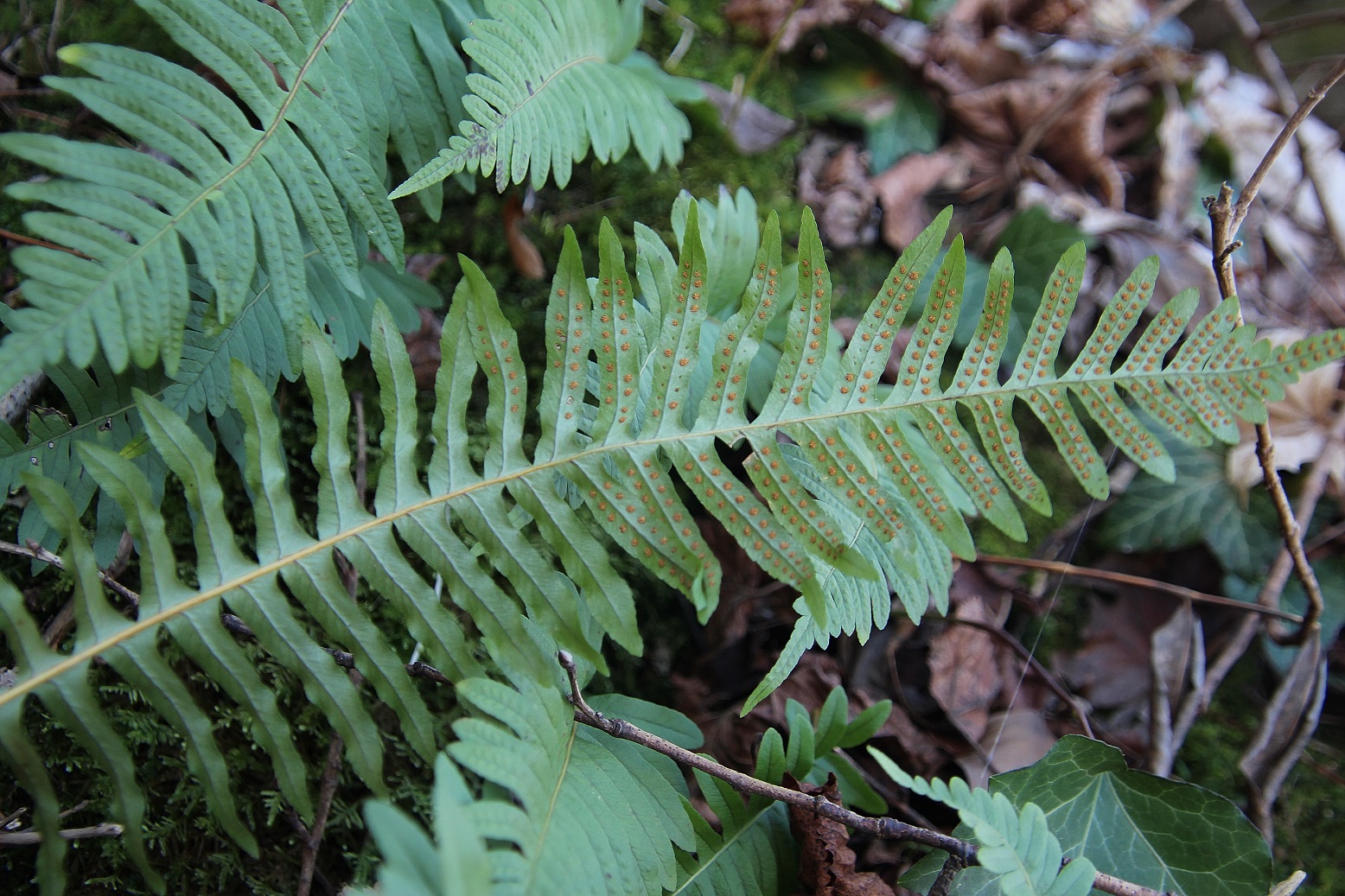 Hainburg - Schlossberg - 25022024 - (38) - Rundweg retour - Polypodium vulgare.JPG