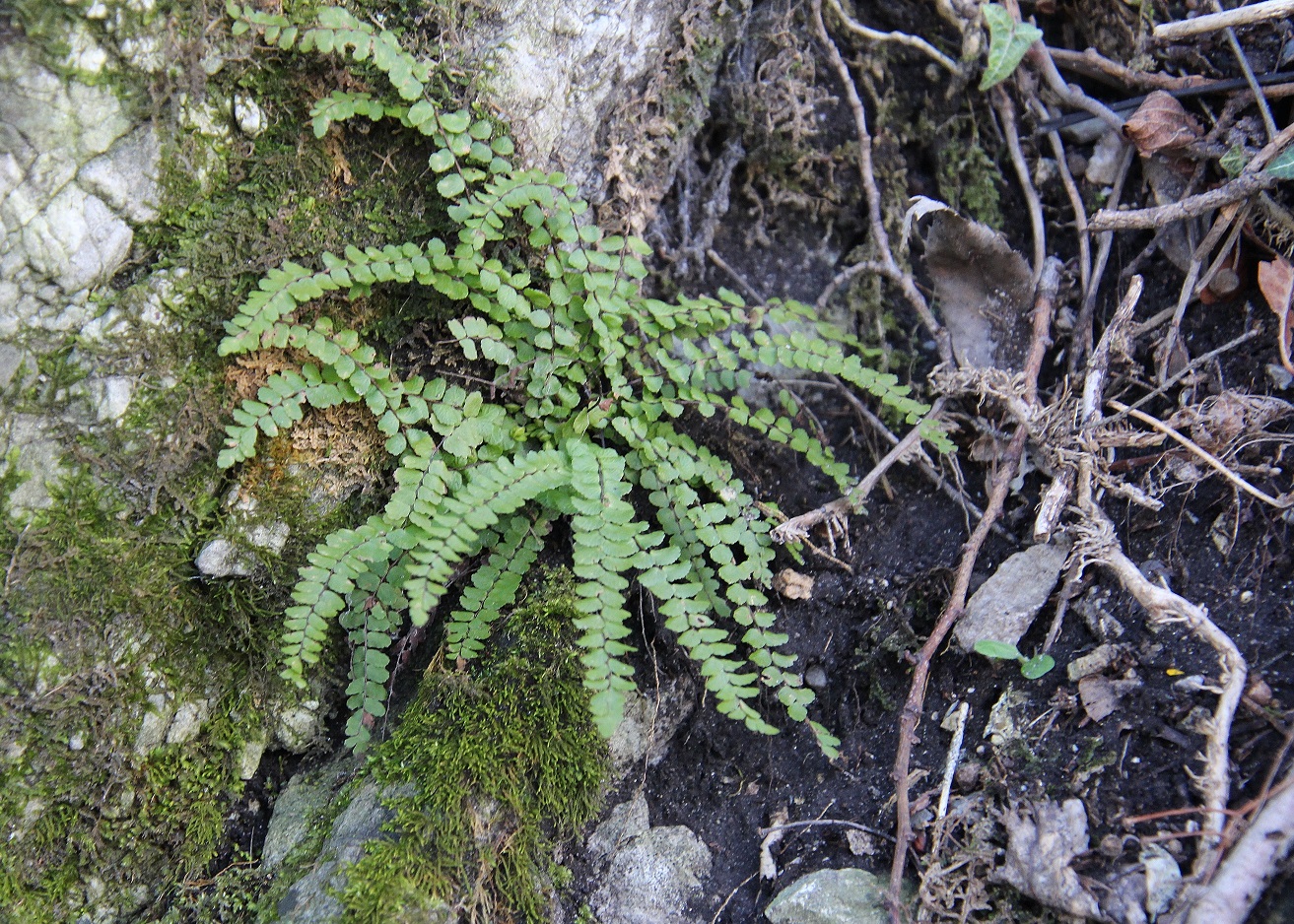 Hainburg - Schlossberg - 25022024 - (40) - Rundweg retour - Asplenium trichomanes.JPG