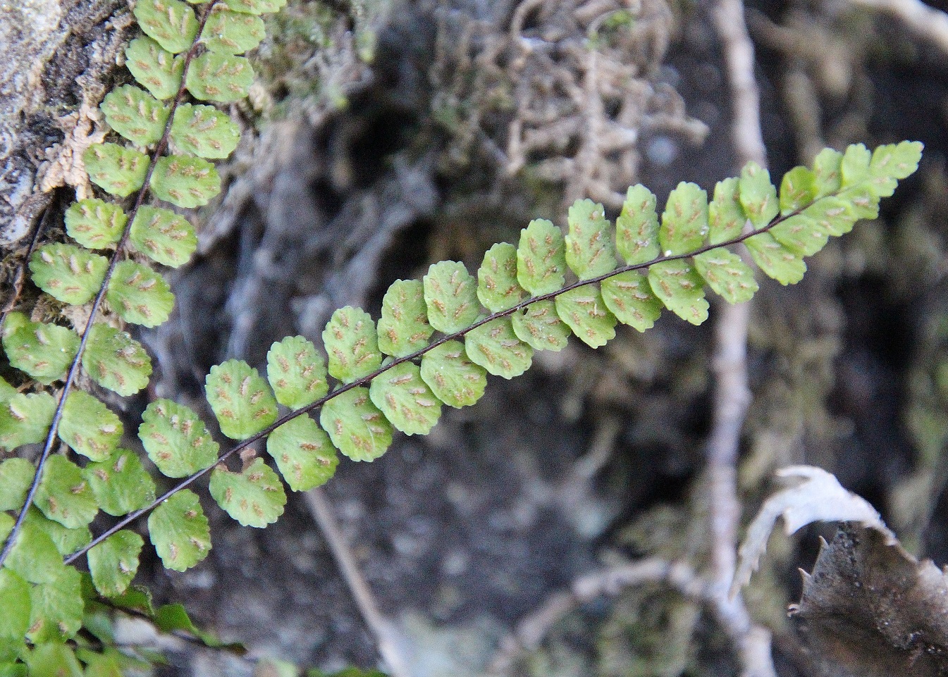 Hainburg - Schlossberg - 25022024 - (43) - Rundweg retour - Asplenium trichomanes.JPG