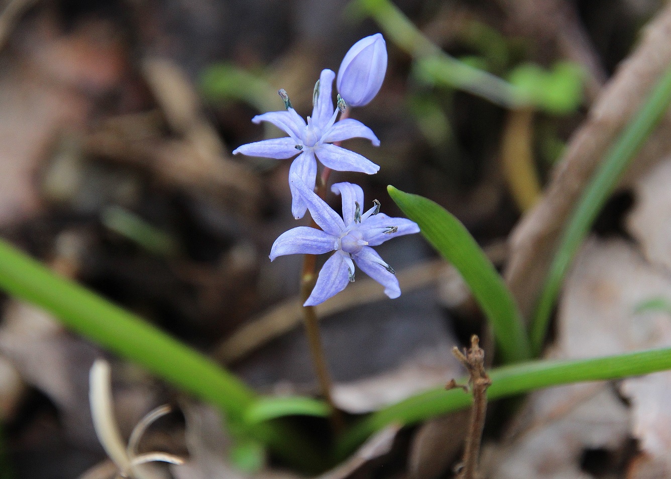 Stopfenreuth - 25022024 - (16) - Scilla bifolia - Zweiblatt-Blaustern.JPG