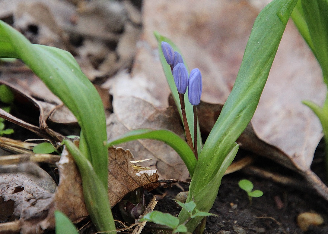 Stopfenreuth - 25022024 - (18) - Scilla bifolia - Zweiblatt-Blaustern.JPG
