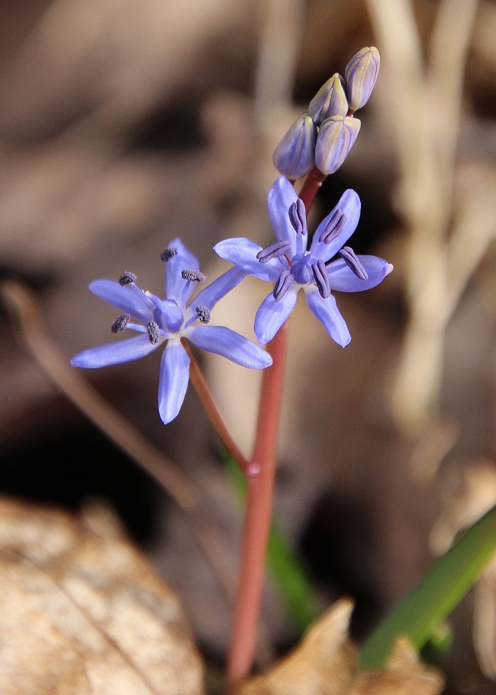 Stopfenreuth - 25022024 - (109) -  - Scilla vindobonensis - Wien-Blaustern.JPG