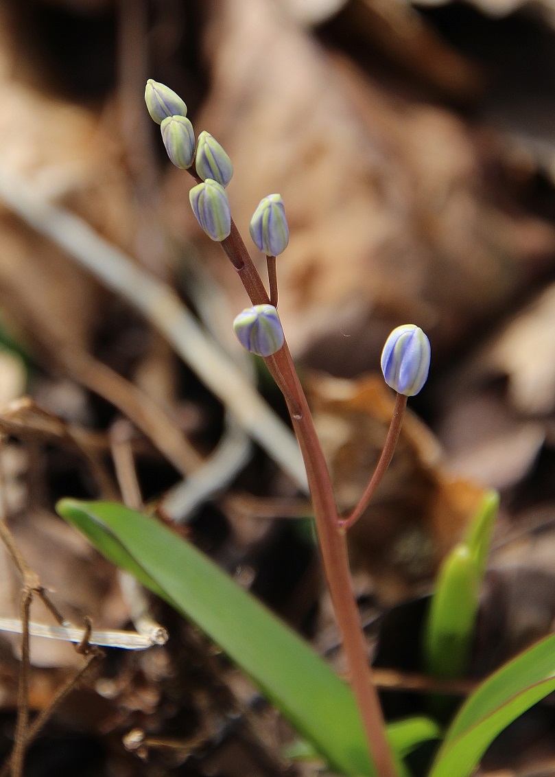 Stopfenreuth - 25022024 - (112) - - Scilla vindobonensis - Wien-Blaustern.JPG