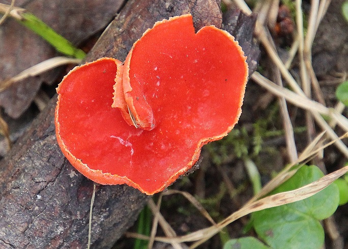 Stopfenreuth - 25022024 - (123) -  - Sarcoscypha coccinea - Zinnoberroter Prachtbecherling.JPG