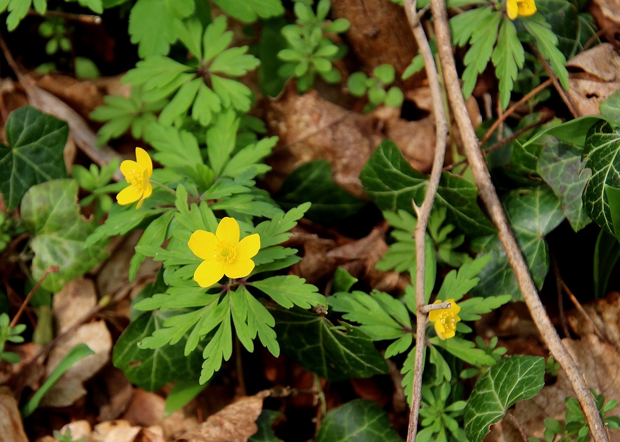 Bft -  02032024 - (12) - Anemone ranunculoides - Gelb-Windröschen.JPG