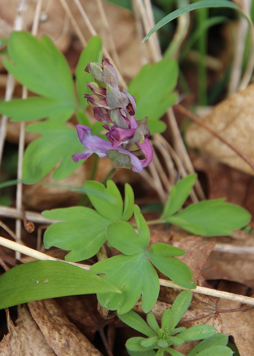 Bft -  - 02032024 - (15) - Corydalis cava - Hohl-Lerchensporn.JPG