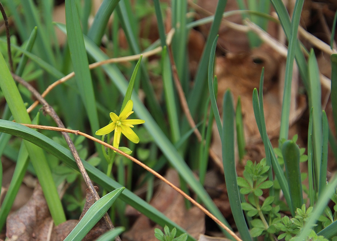 Bft -  - 02032024 - (20) - Gagea lutea - Wald-Gelbstern.JPG