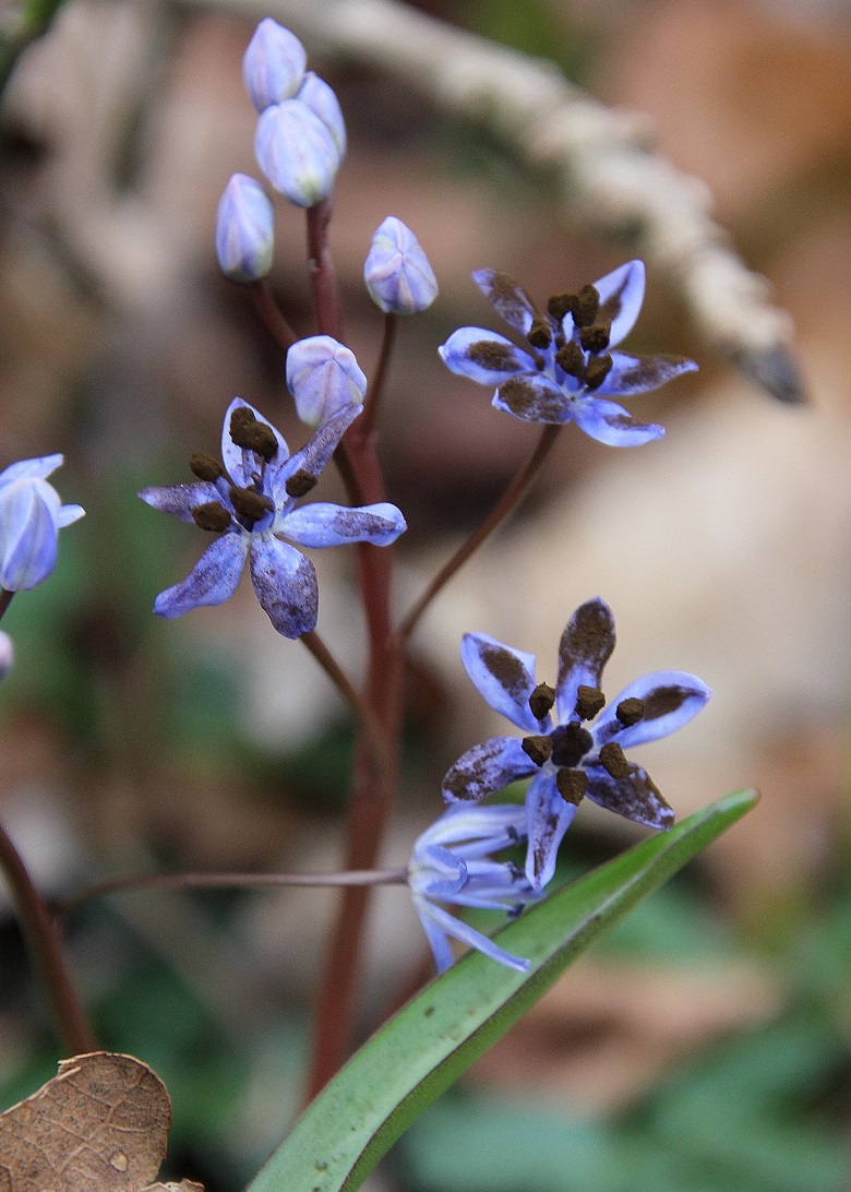 W23 - - 02032024 - (33) -  Scilla vindobonensis - Wien-Blaustern mit Antherospora vindobonensis - Blaustern-Antherenbrand.JPG