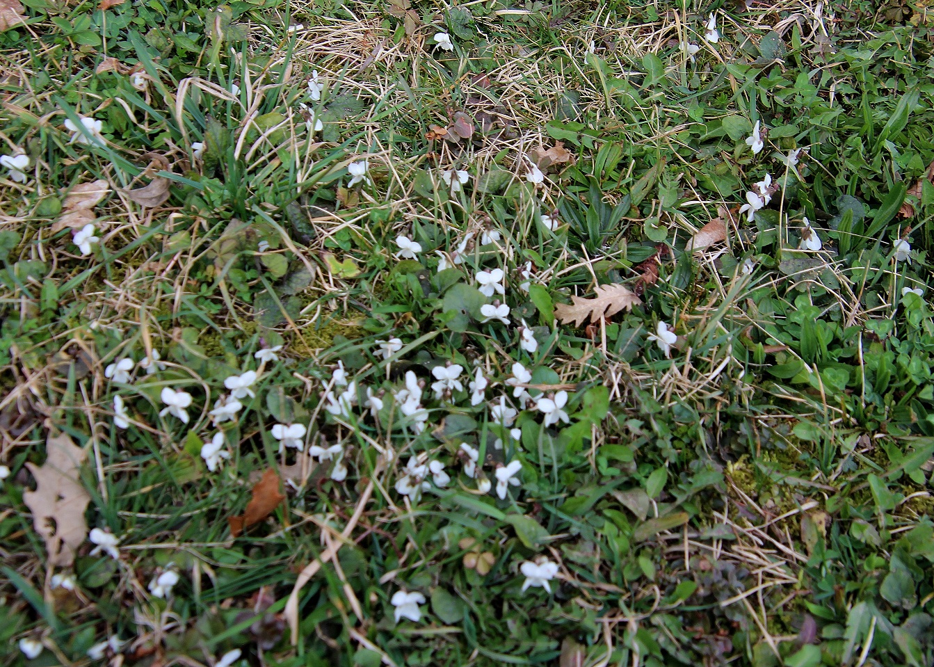 W23 - Gütenbachtal - 02032024 - (80) - Zufahrtsstraße kurz vor Parkplatz - Viola alba ssp. scotophylla.JPG