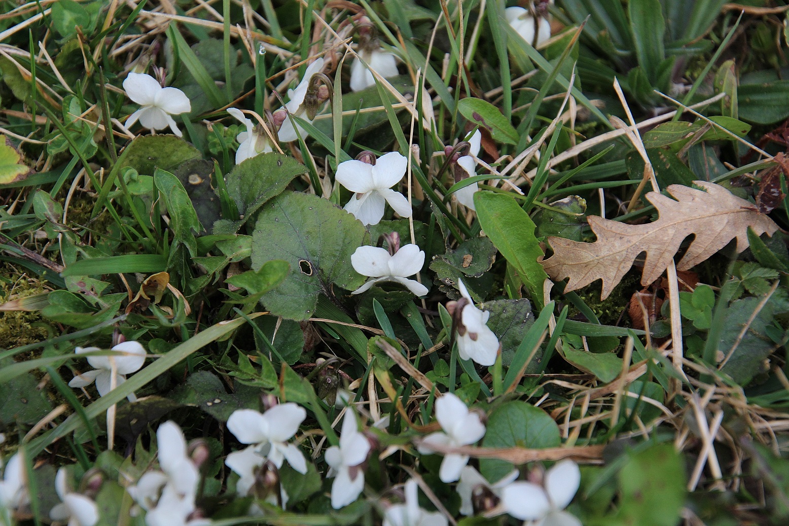 W23 - Gütenbachtal - 02032024 - (81) - Zufahrtsstraße kurz vor Parkplatz - Viola alba ssp. scotophylla.JPG