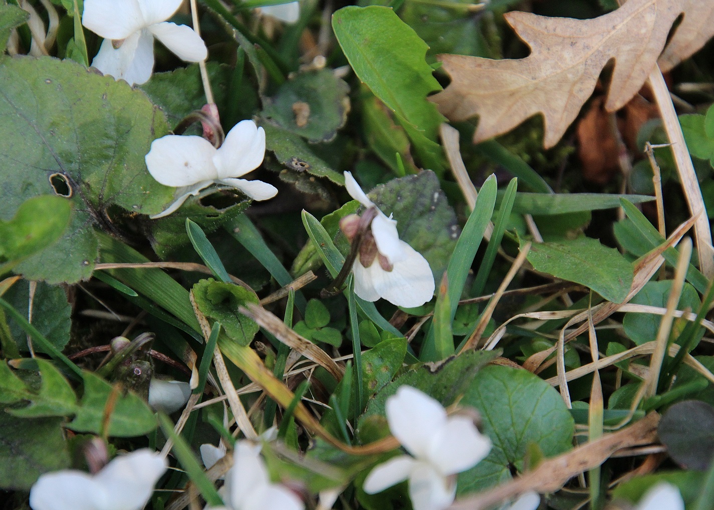 W23 - Gütenbachtal - 02032024 - (82) - Zufahrtsstraße kurz vor Parkplatz - Viola alba ssp. scotophylla.JPG