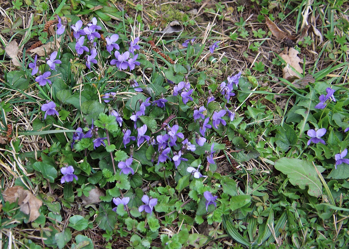 W23 - Gütenbachtal - 02032024 - (72) - Zufahrtsstraße kurz vor Parkplatz - Viola sp.JPG