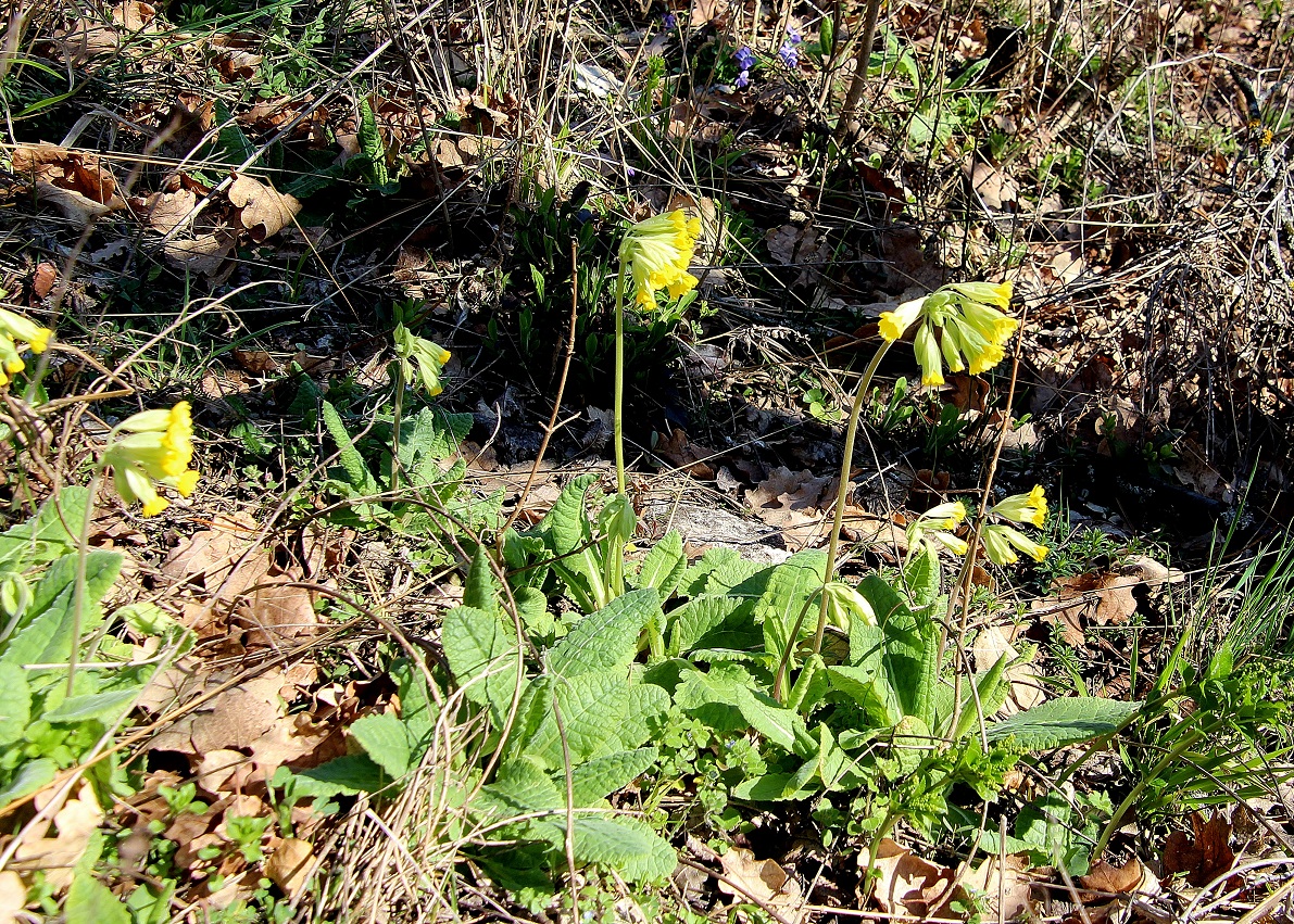 Pfaffstätten - 03032024 - (18) -  -   - Primula veris - Himmelschlüssel.JPG