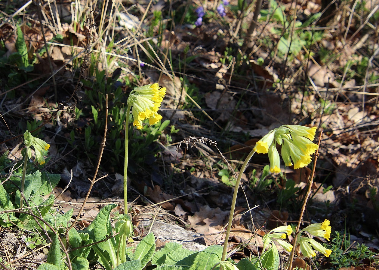 Pfaffstätten - 03032024 - (20) - - Primula veris - Himmelschlüssel.JPG