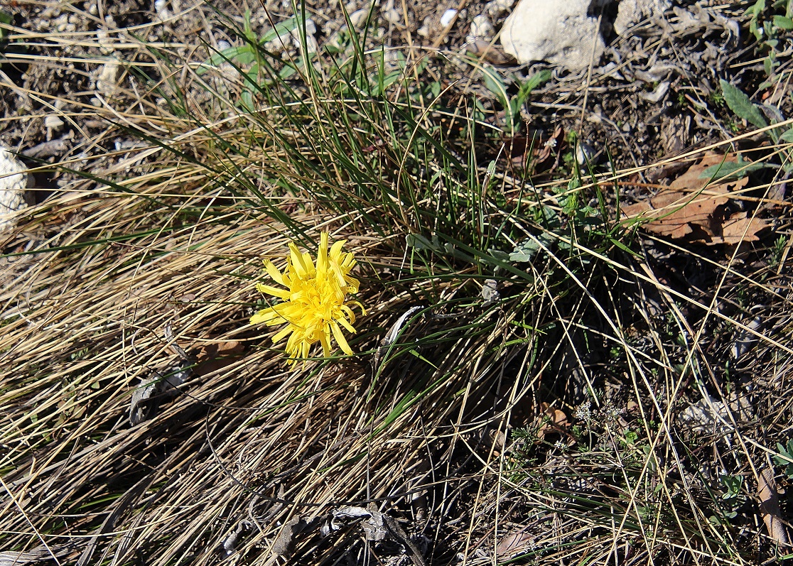 Pfaffstätten - 03032024 - (33) - Scorzonera austriaca - Österreich-Schwarzwurz.JPG