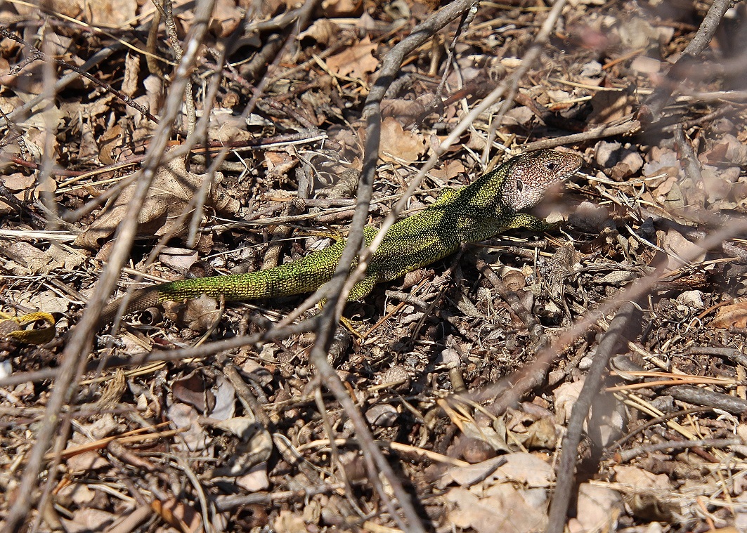 Pfaffstätten - 03032024 - (35) - - Lacerta viridis - Smaragdeidechse.JPG