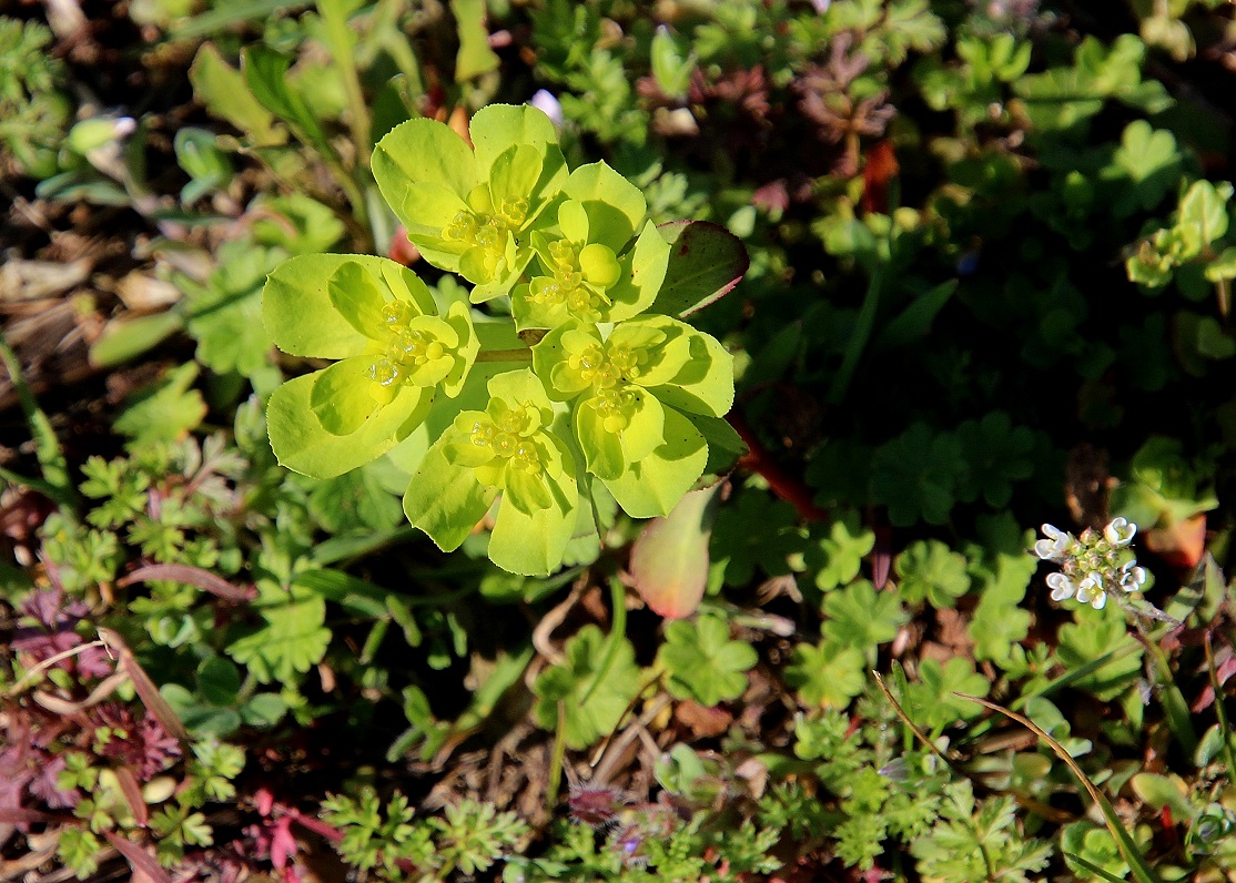 Pfaffstätten - 03032024 - (14) -  - Euphorbia.JPG