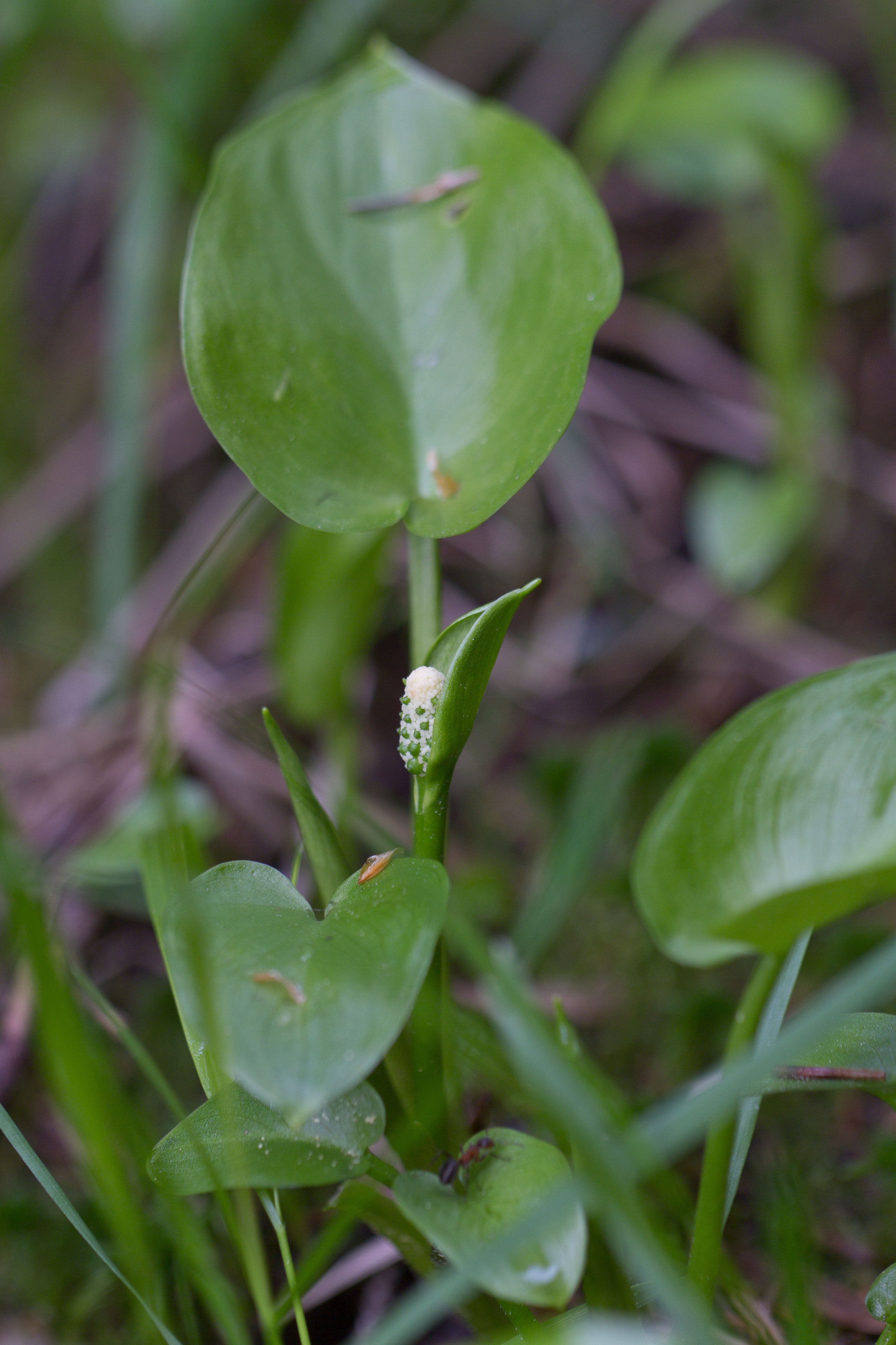 Araceae_Calla palustris 1-2.jpg