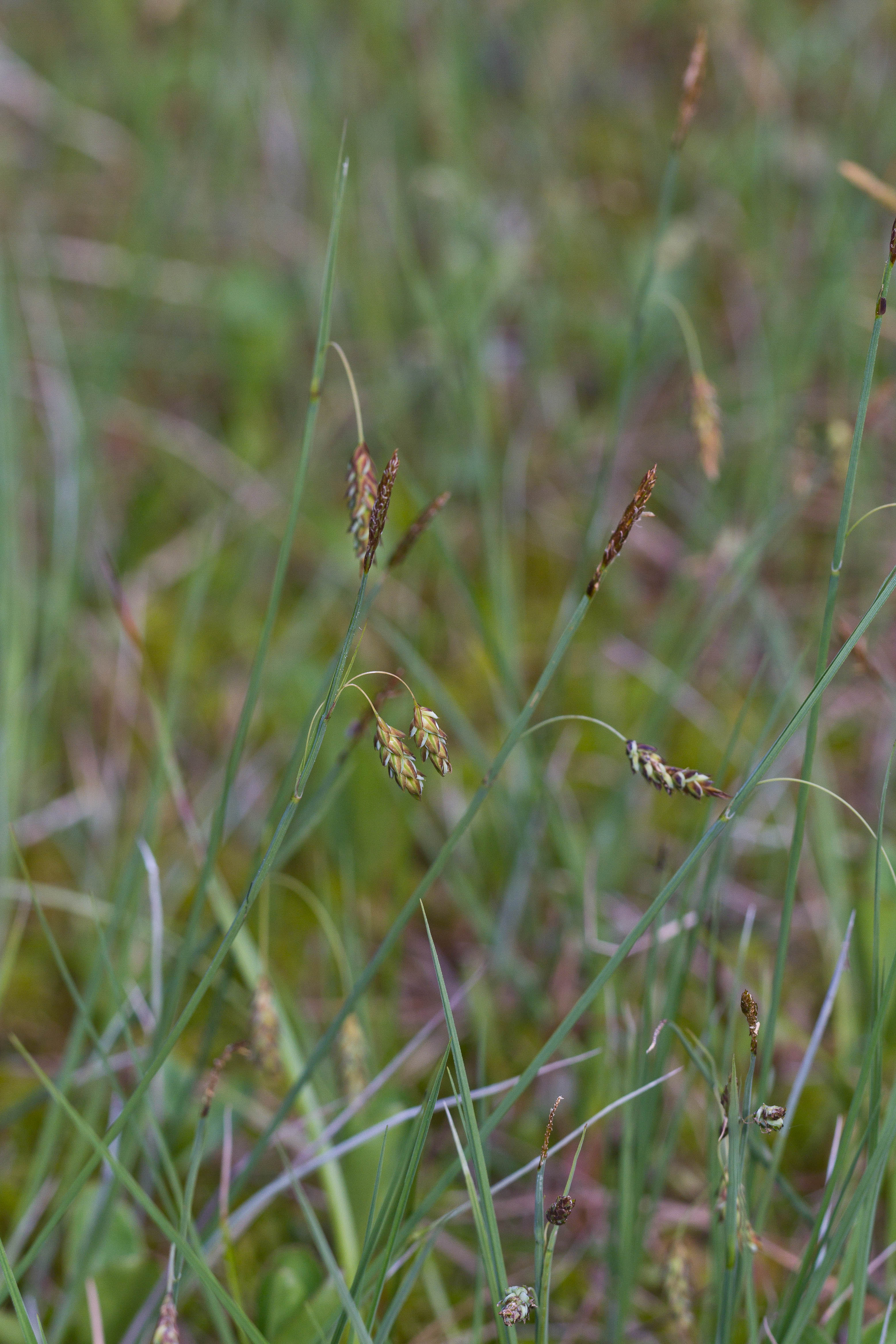 Cyperaceae_Carex limosa 1-2.jpg