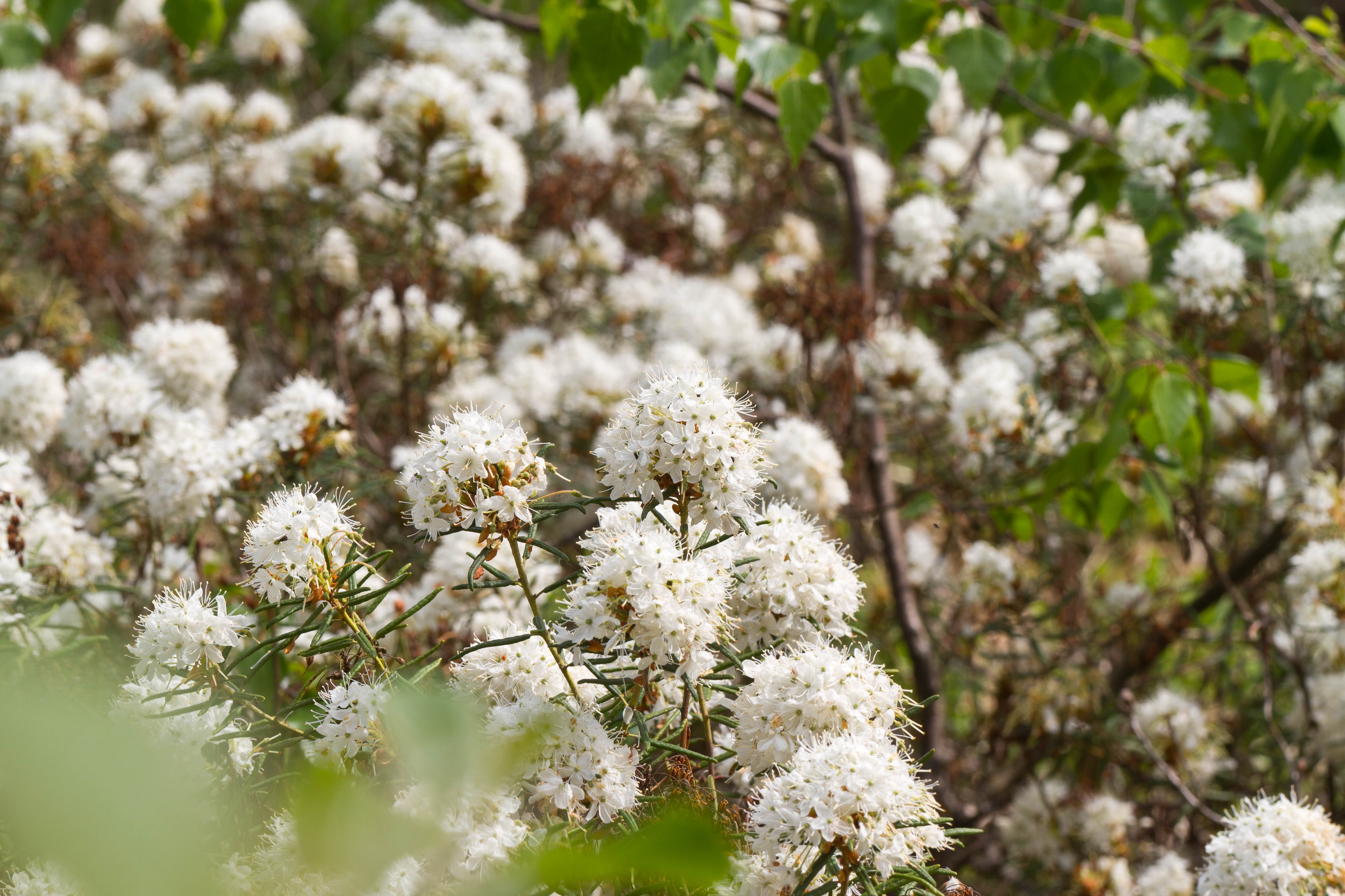 Ericaceae_Rhododendron tomentosum 1-2.jpg