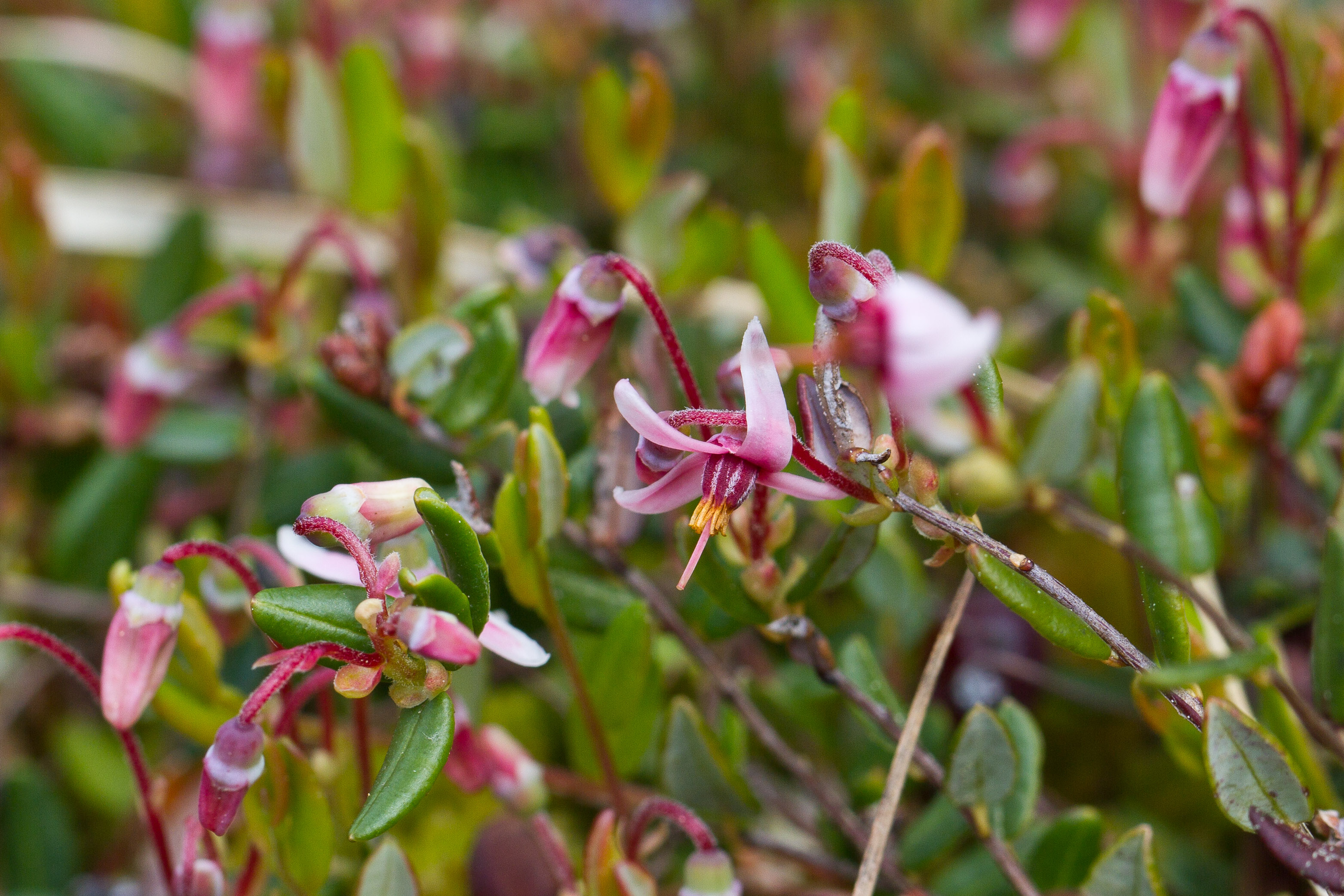 Ericaceae_Vaccinium oxycoccos 1-2.jpg