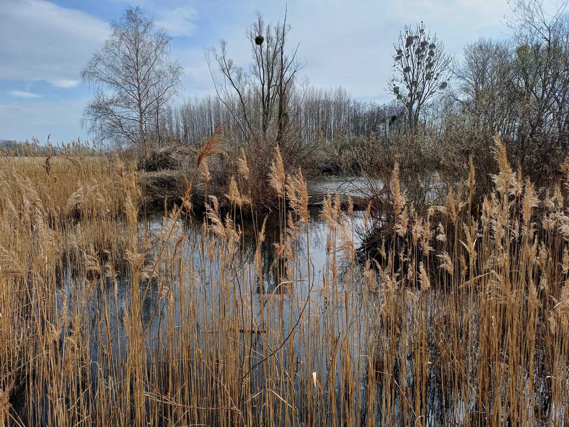 pflegeeinsatz pischelsdorfer fischawiesen 20240309_125212.jpg