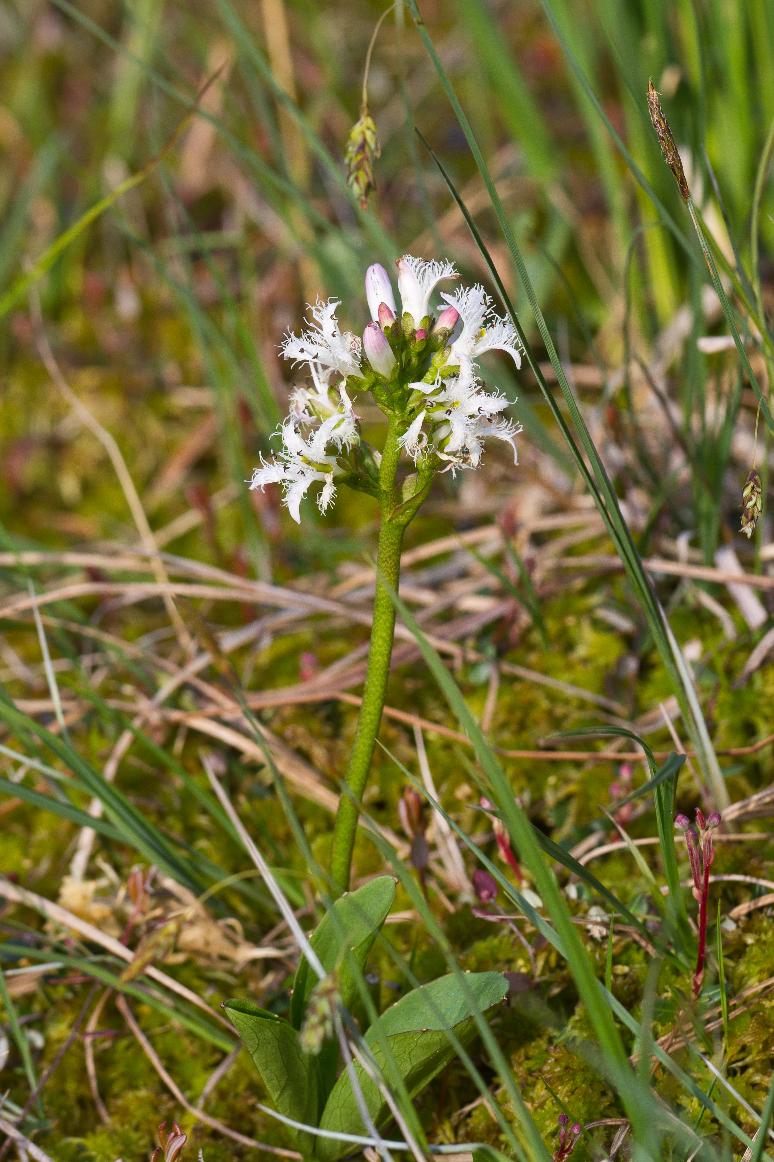 Menyanthaceae_Menyanthes trifoliata 1-2.jpg