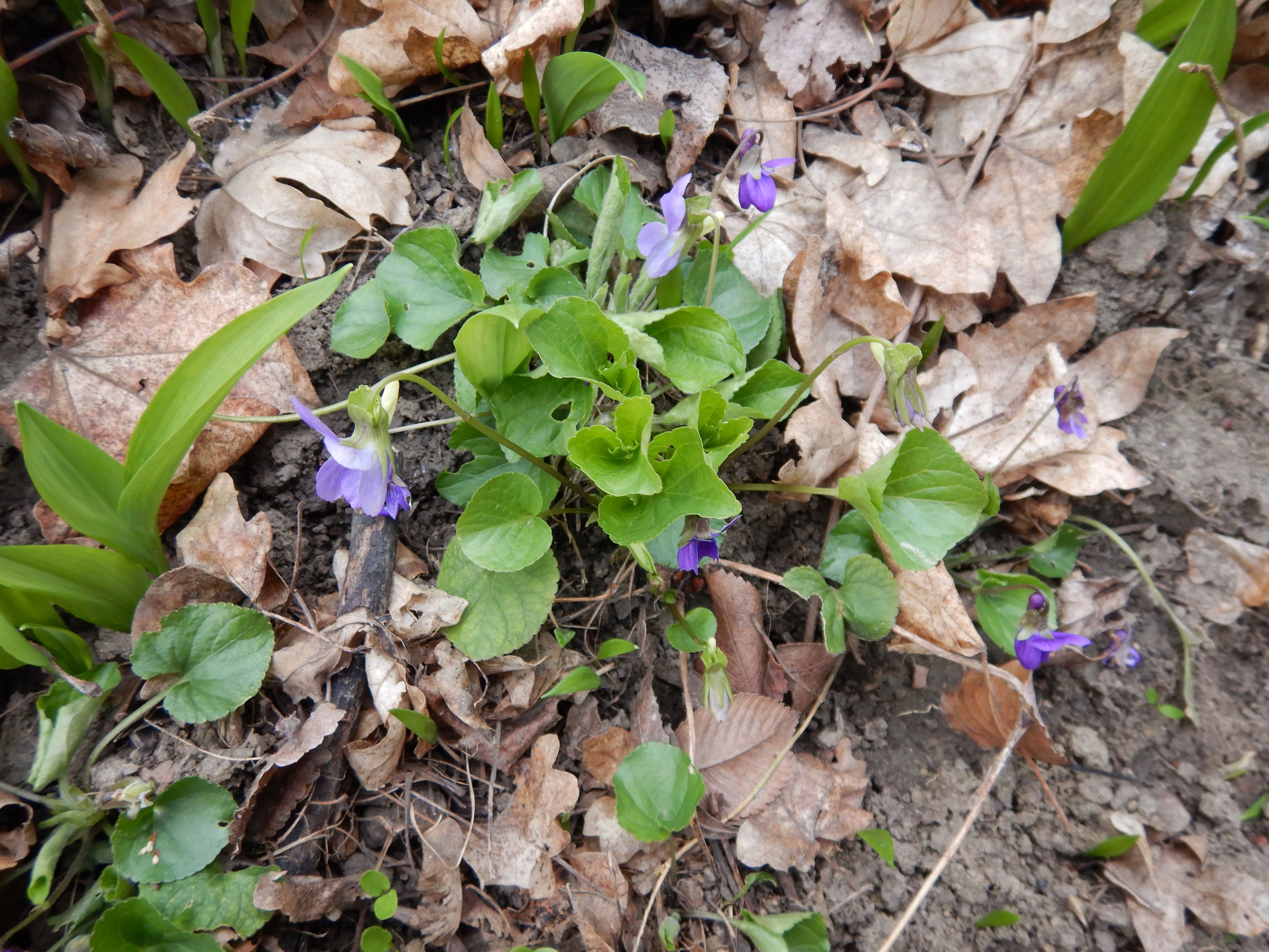 DSCN1218 phäno 2024-03-09, bruck-oso, viola mirabilis, v. odor., alli ursinum.jpg