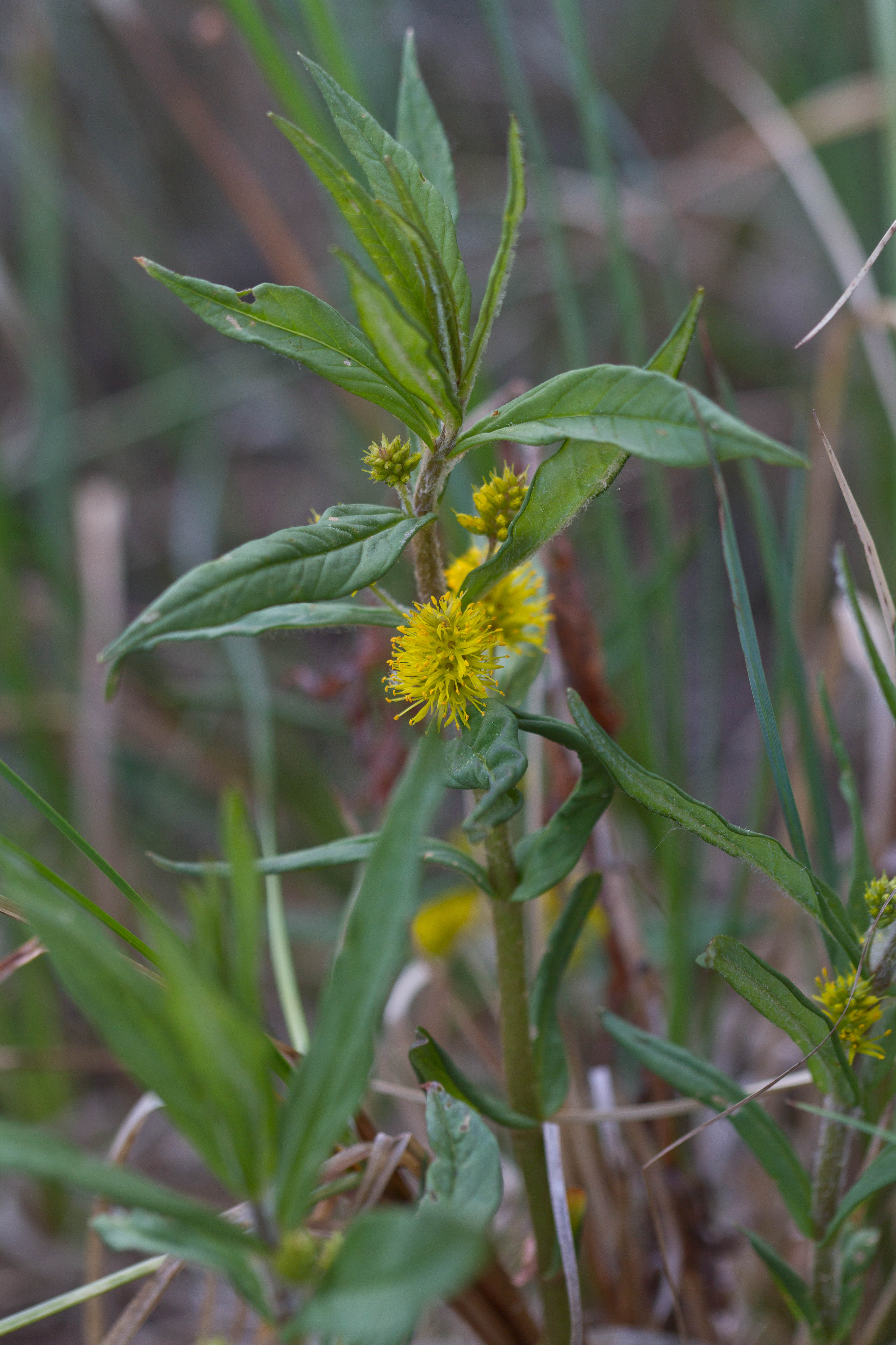 Myrsinaceae_Lysimachia thyrsiflora 1-2.jpg