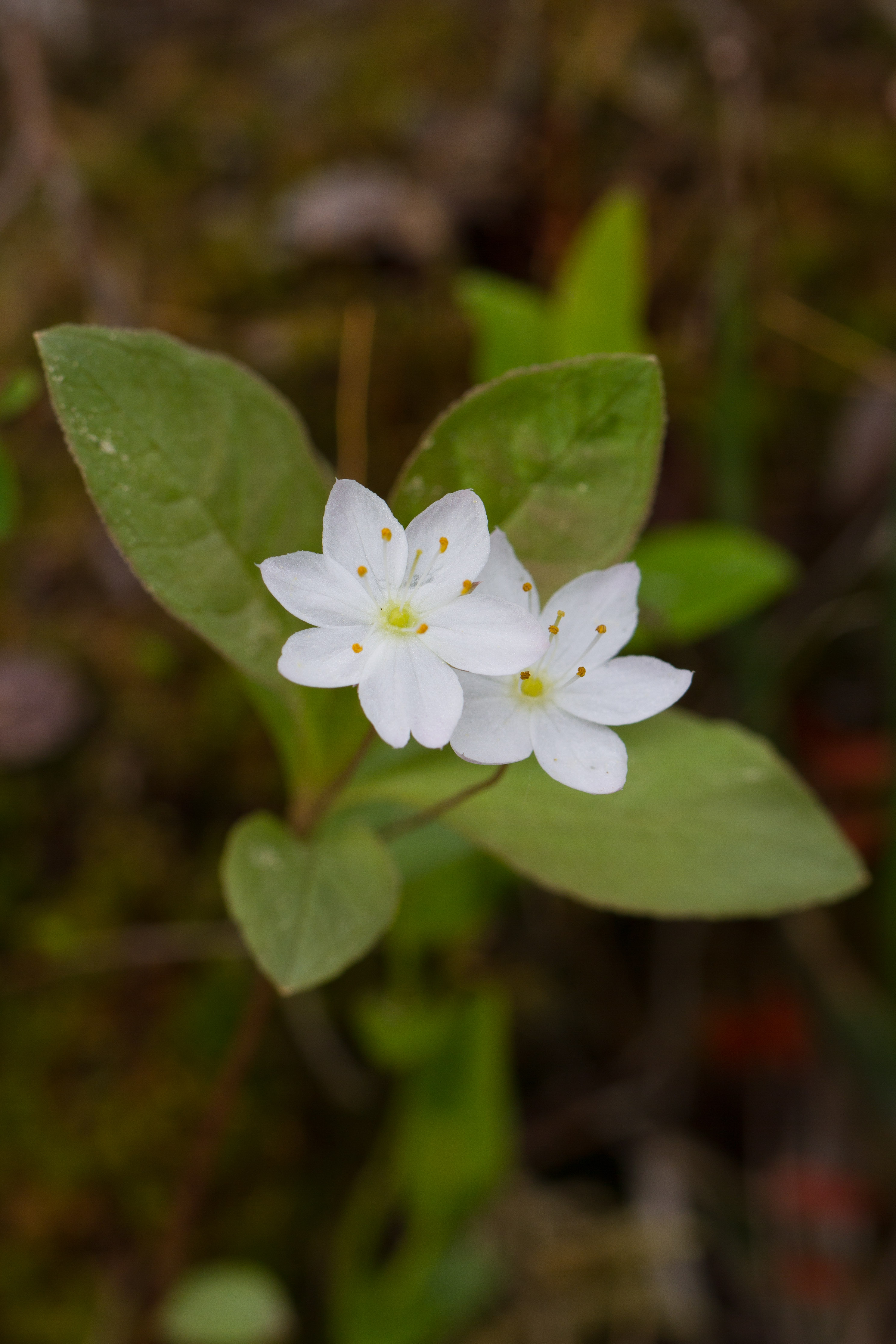 Myrsinaceae_Trientalis europaea 1-2.jpg